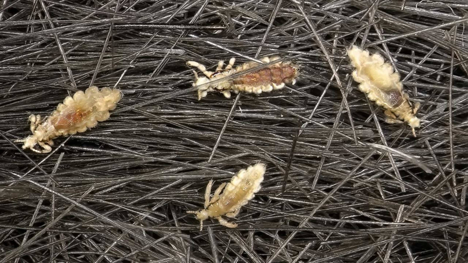 tiny 桌布 壁紙 — 四隻蝨子散落在深色人類髮絲中的特寫微距視圖。