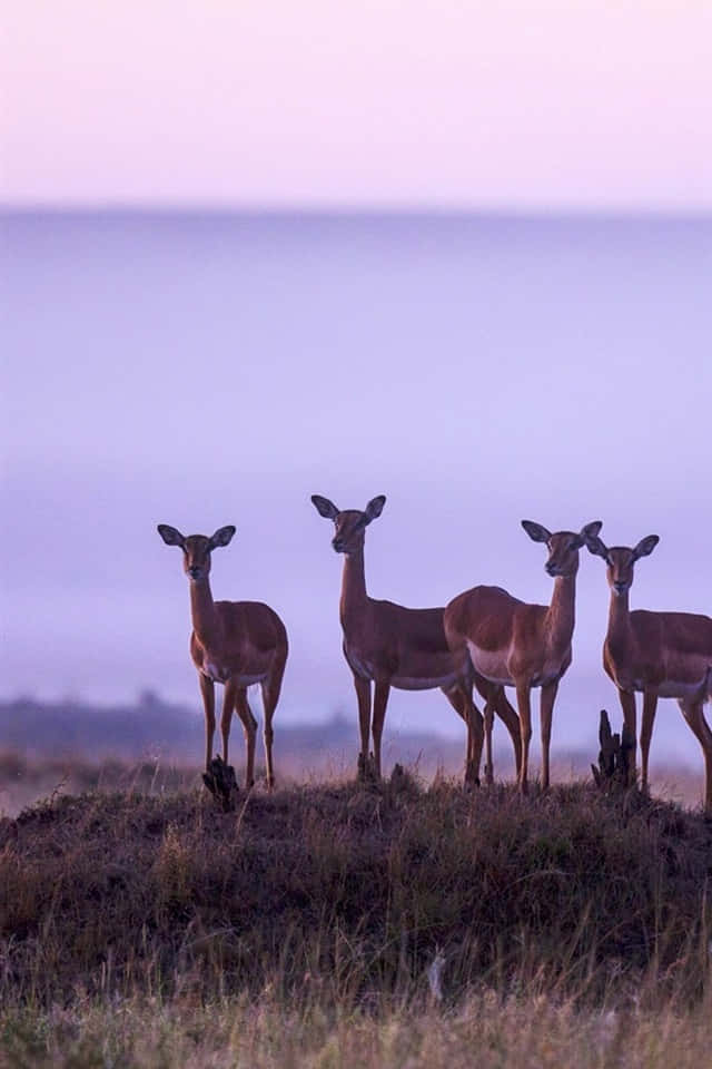 wildlife 桌布 壁紙 — 四隻警覺的羚羊站在長滿草的山脊上，映襯著柔和的紫色暮色天空。