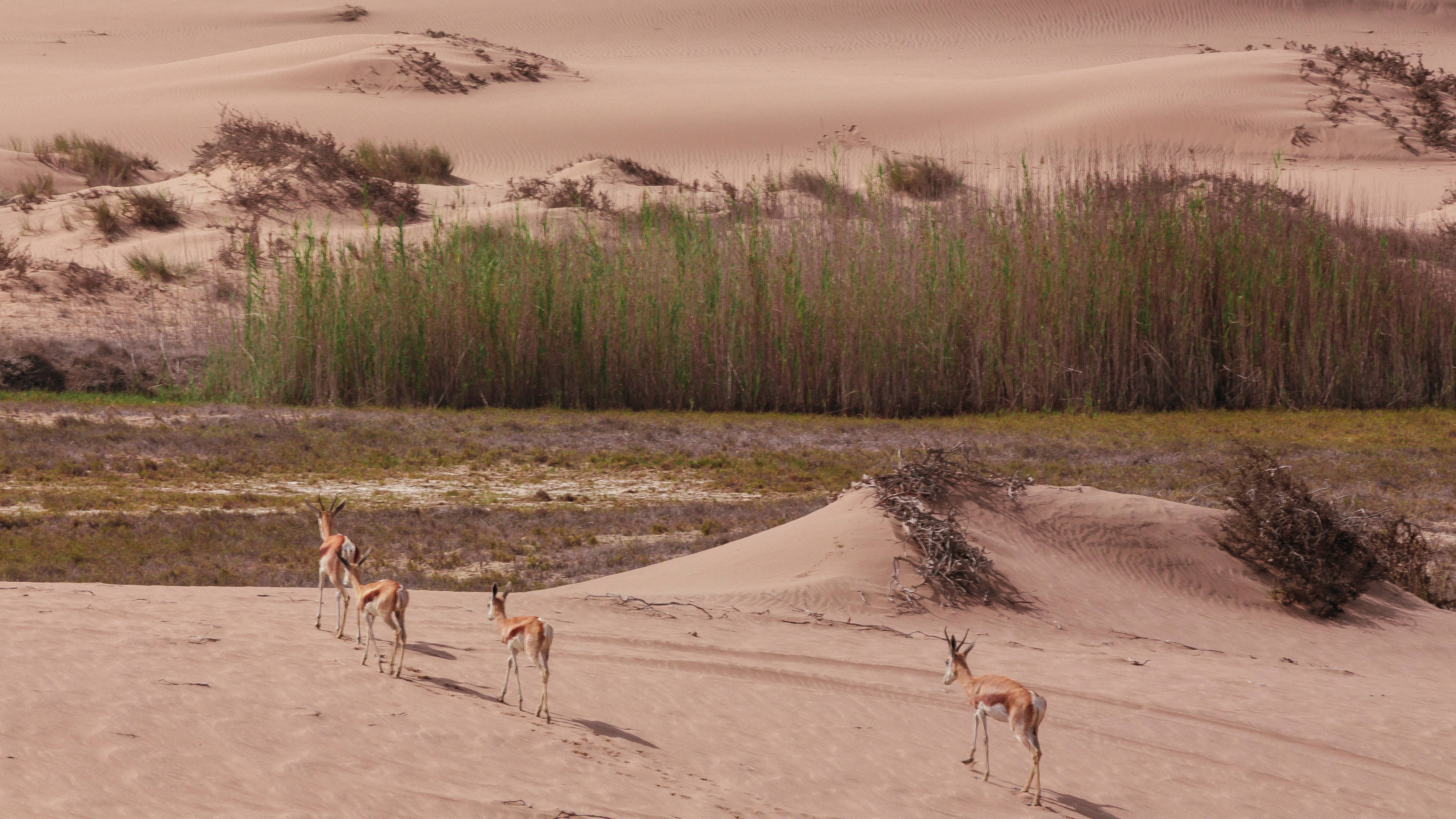 Namibia 桌布 壁紙 — 四隻跳羚優雅地穿越金色沙丘，旁邊是茂密的綠色蘆葦叢，在明亮的日光下。