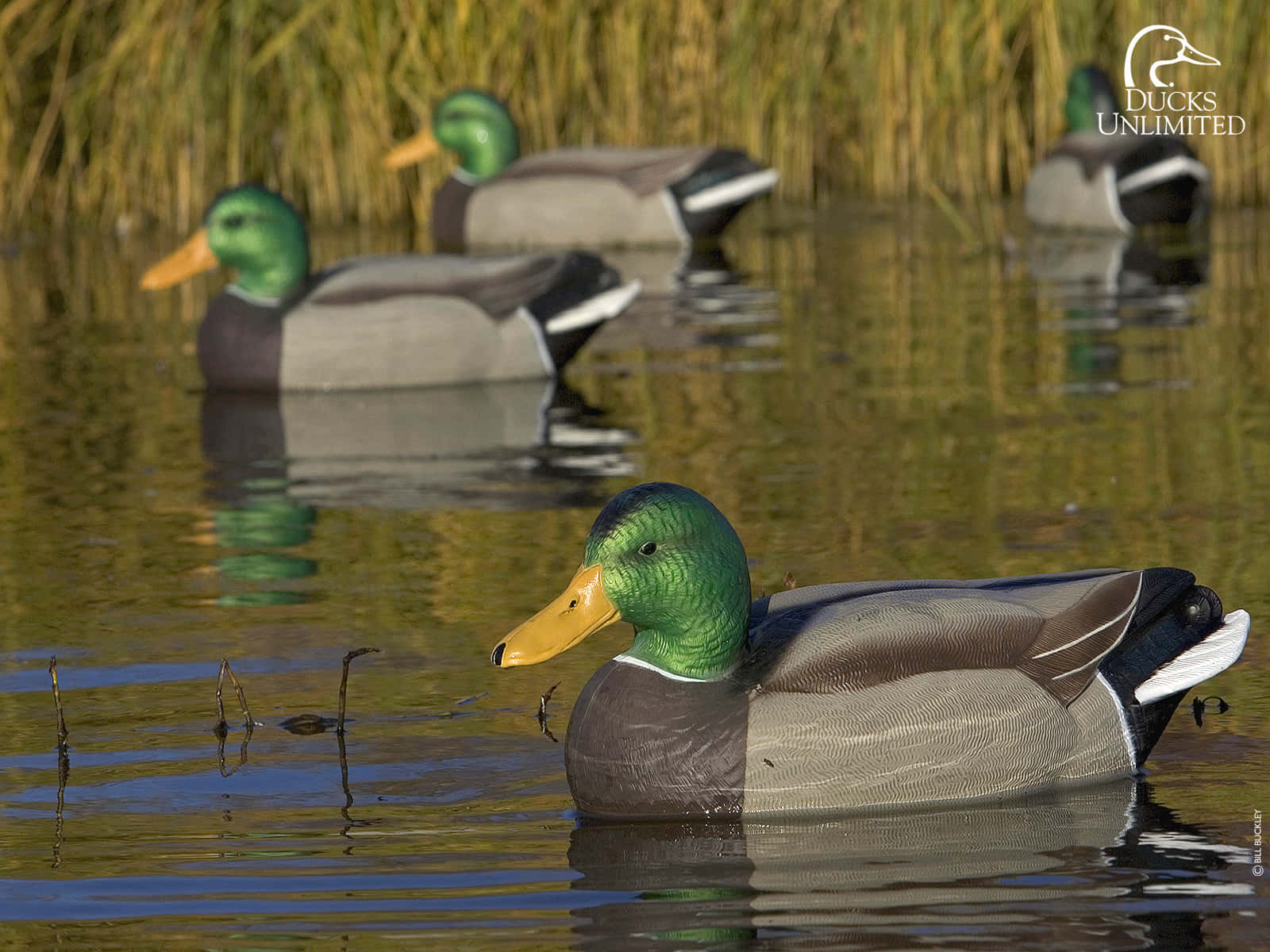 Duck Hunting Desktop 桌布 壁紙 — 四隻逼真的綠頭鴨裝飾品在平靜的水面上優雅漂浮，周圍環繞著金色蘆葦。