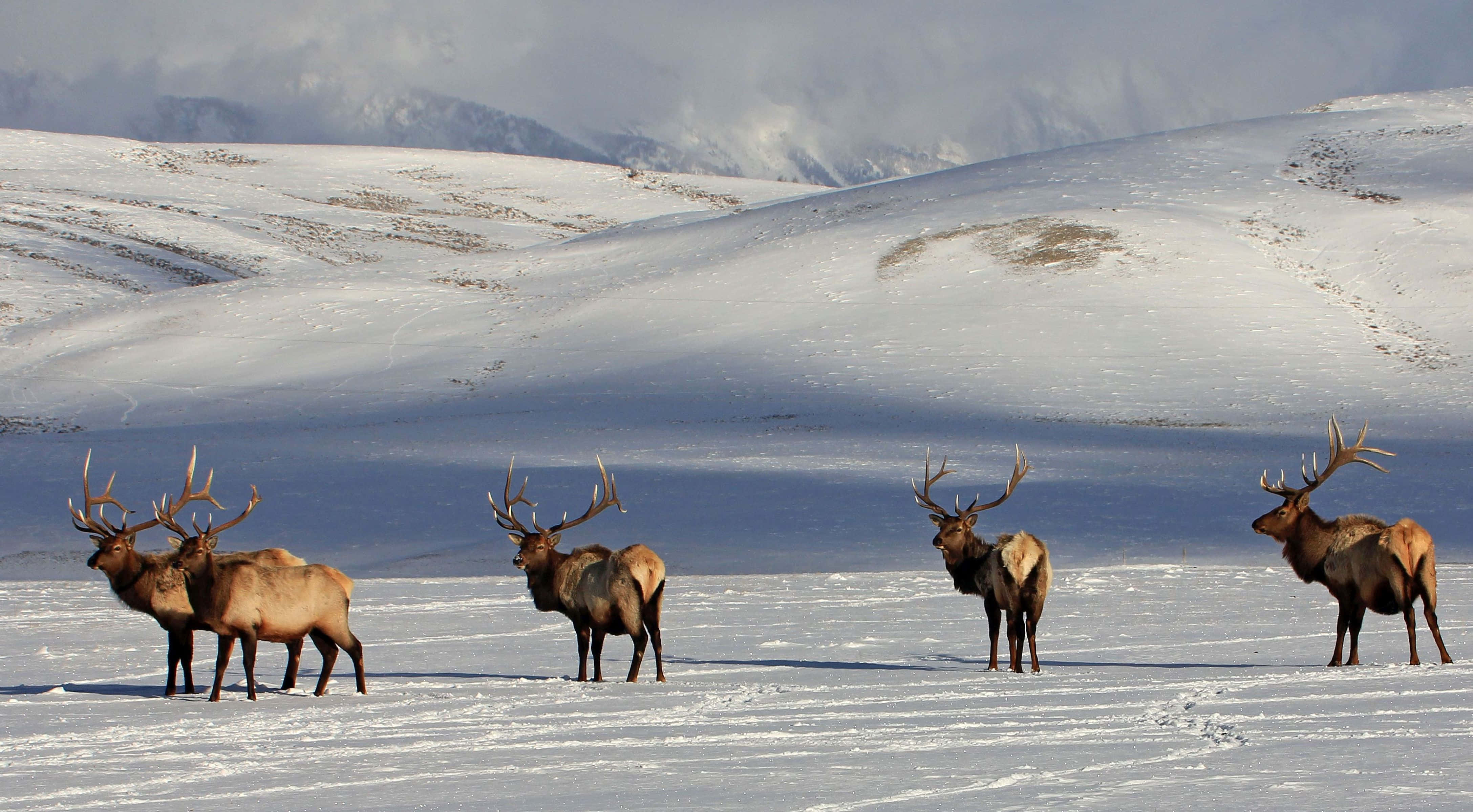 Elk 桌布 壁紙 — 四隻雄偉的麋鹿，長著大角，站在雪地裡，天空多雲，遠處有白雪覆蓋的山脈。