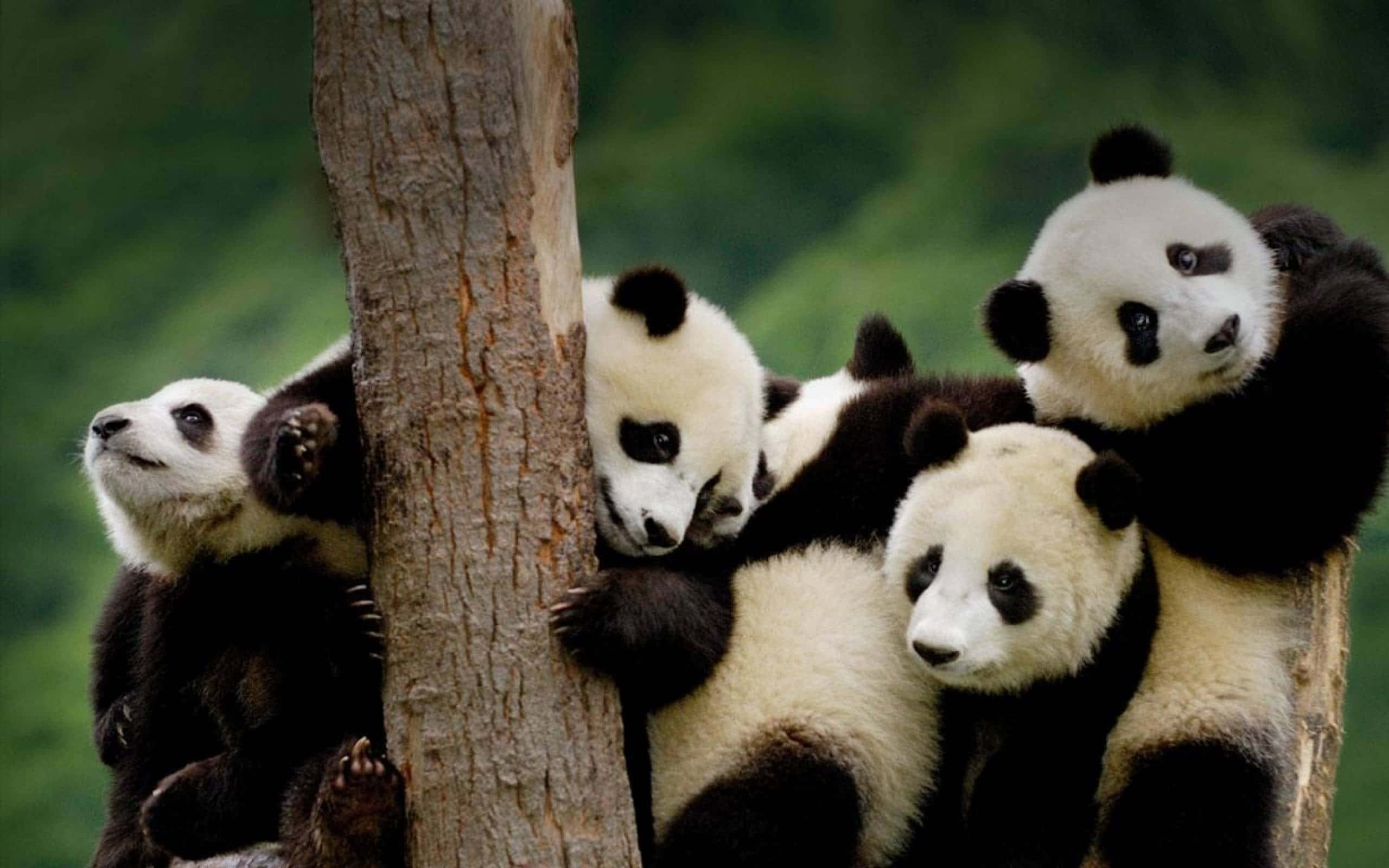 Cute Panda 桌布 壁紙 — 四隻頑皮的大熊貓寶寶緊抓著一棵樹幹，置身於茂密的綠色森林中。