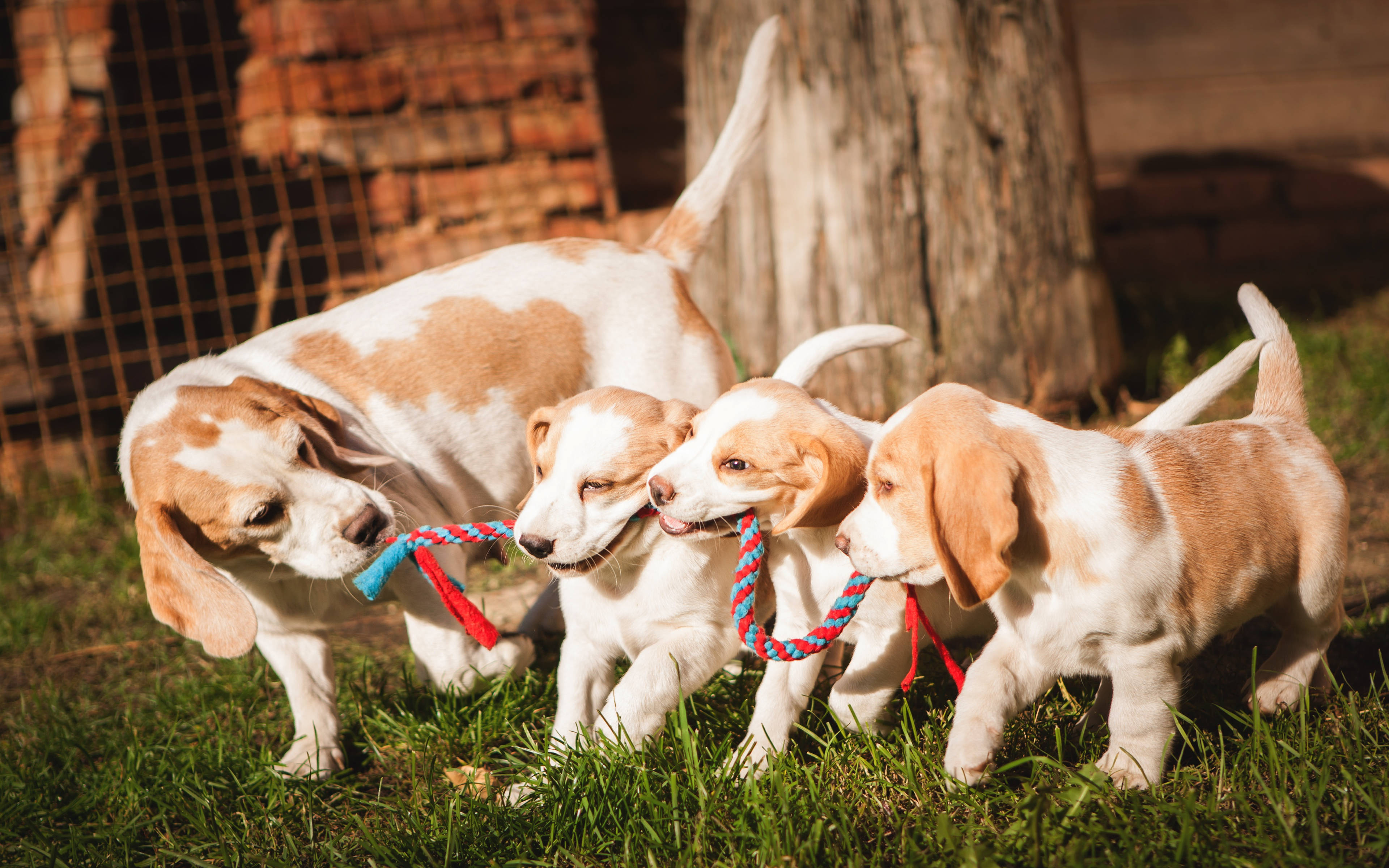 米格魯 桌布 壁紙 — 四隻頑皮的比格犬幼犬在陽光普照的草地上，靠近木柵欄，拉扯著色彩繽紛的繩索玩具。