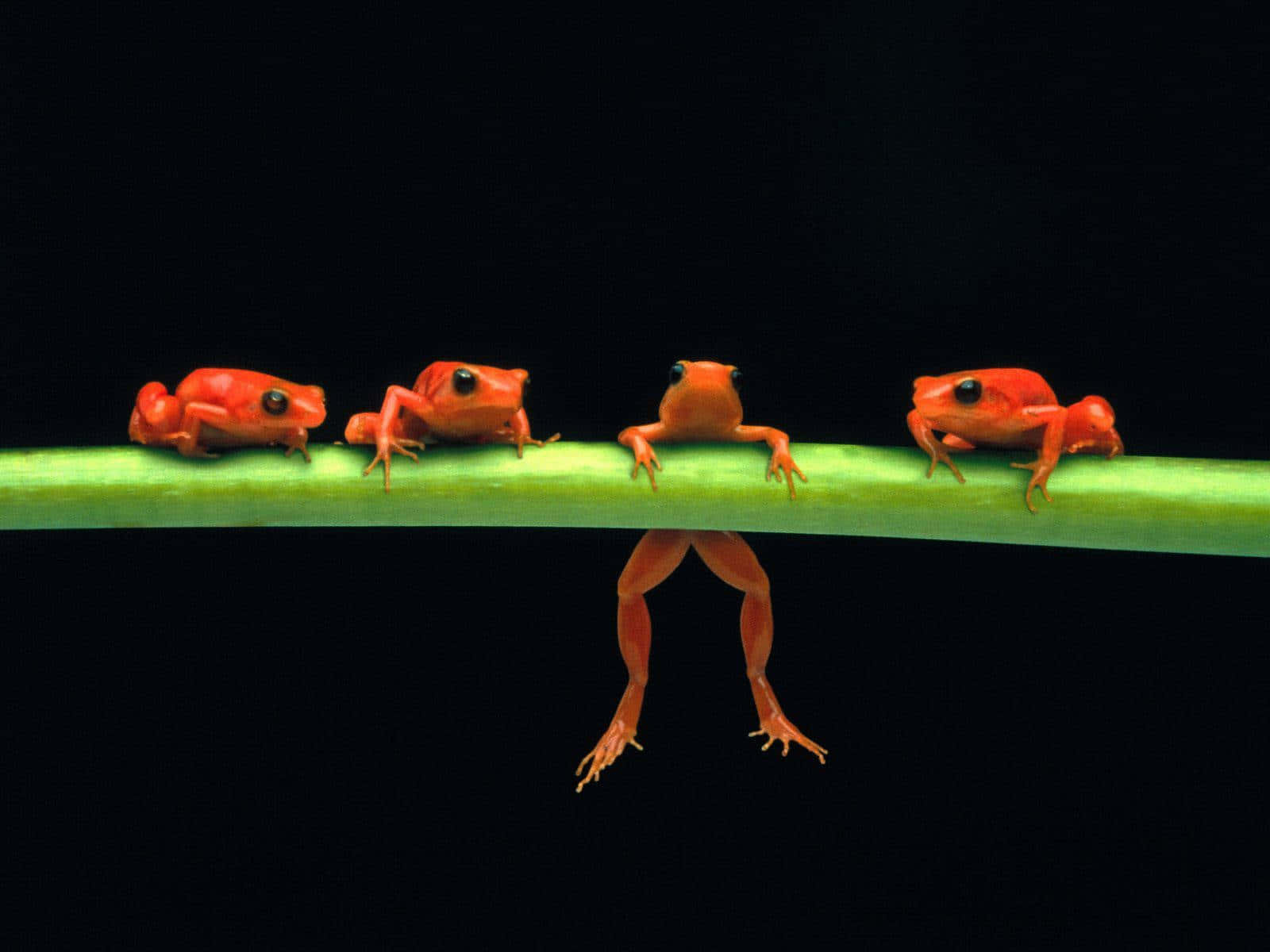 Frog 桌布 壁紙 — 四隻鮮紅色的青蛙棲息在黑色背景的綠色莖上，其中一隻青蛙的腿反射在下方。