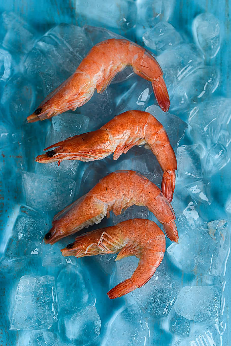 shrimp 桌布 壁紙 — 四隻鮮豔的橙色蝦在閃閃發光的藍色冰塊上，呈現出清涼爽脆的效果。
