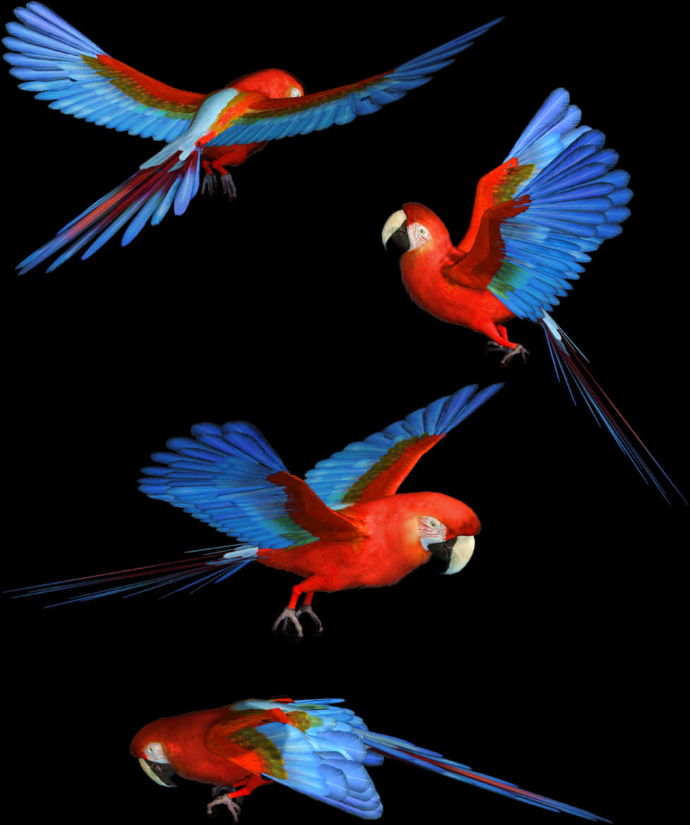 Birds Flying 桌布 壁紙 — 四隻鮮豔的紅藍金剛鸚鵡在純黑背景下動態翱翔。