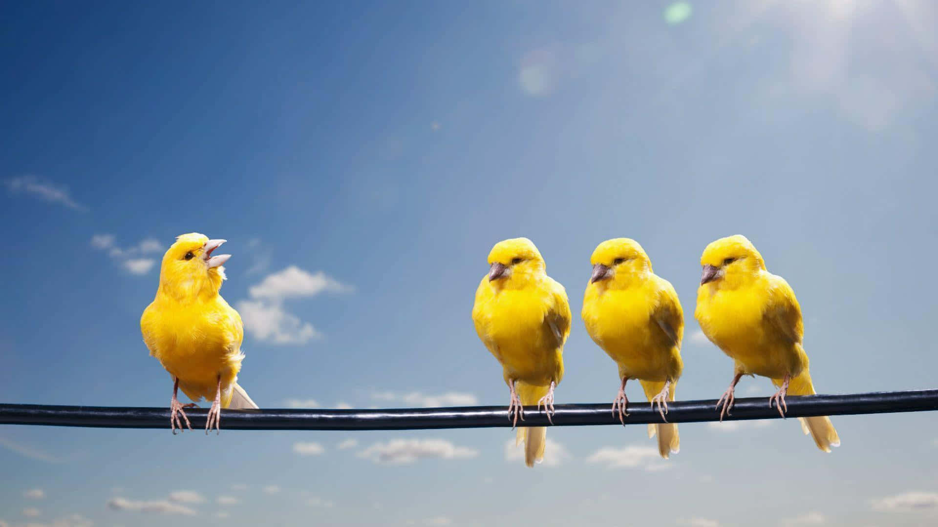Yellow Canary 桌布 壁紙 — 四隻鮮黃色的鳥停在電線上，背景是晴朗的藍天和散落的雲朵。