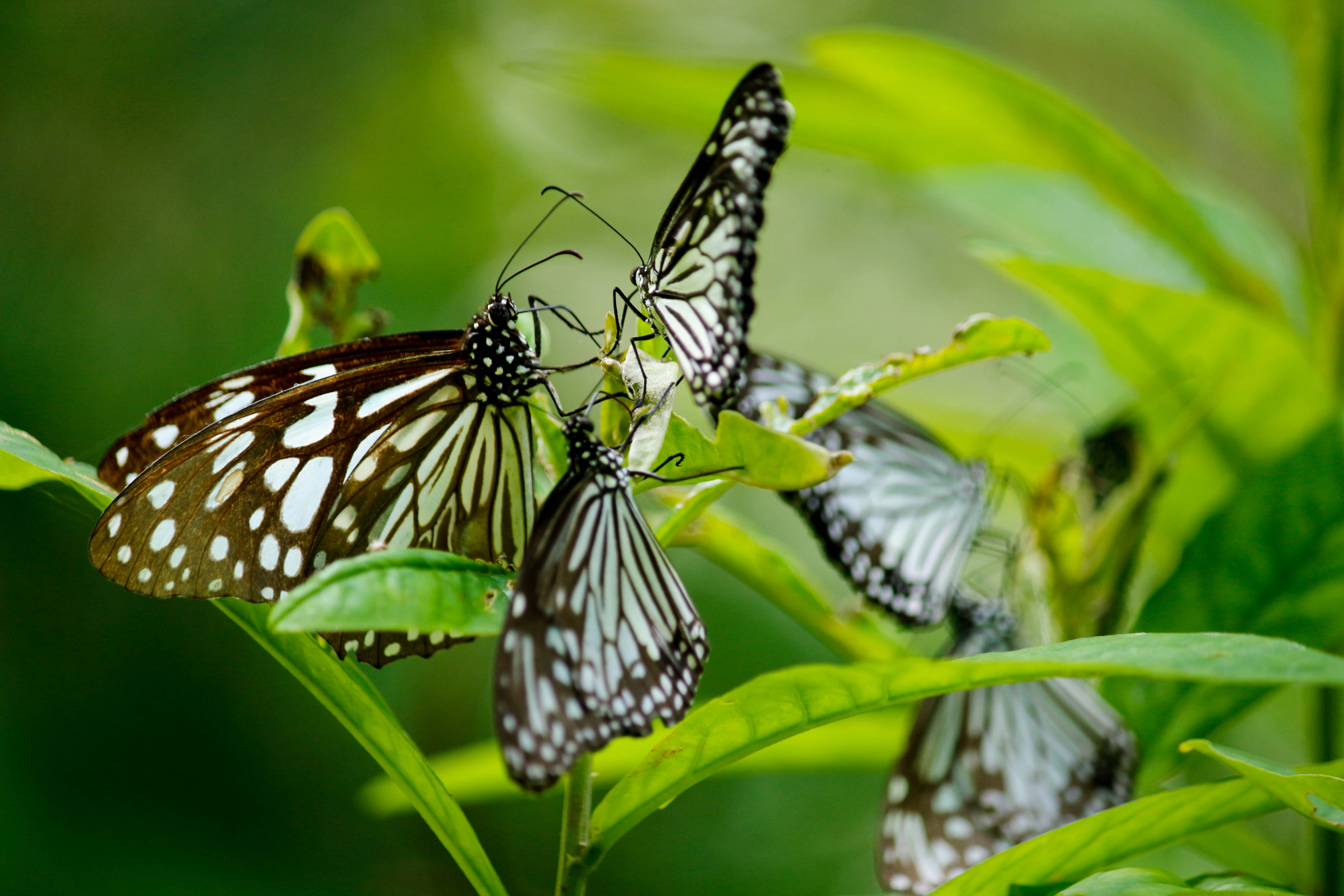 Butterflies 桌布 壁紙 — 四隻黑白蝴蝶優雅地棲息在茂密花園中鮮綠色的葉子上。