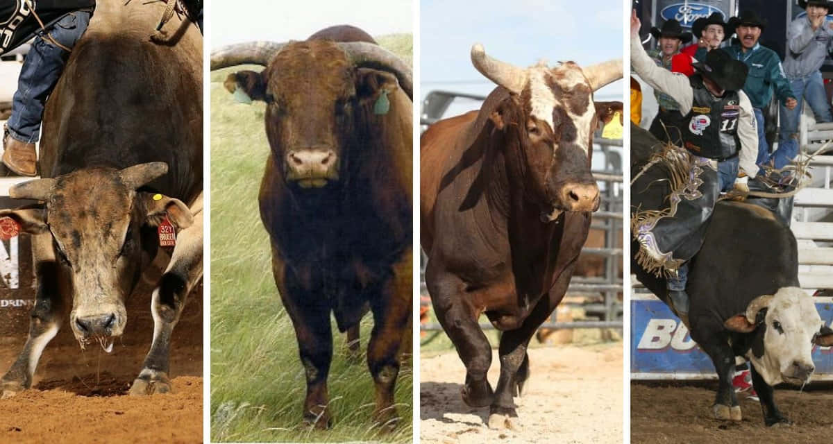 bull 桌布 壁紙 — 四頭強壯的公牛在牛仔競技場景中，騎手和觀眾在塵土飛揚的競技場和草地上。
