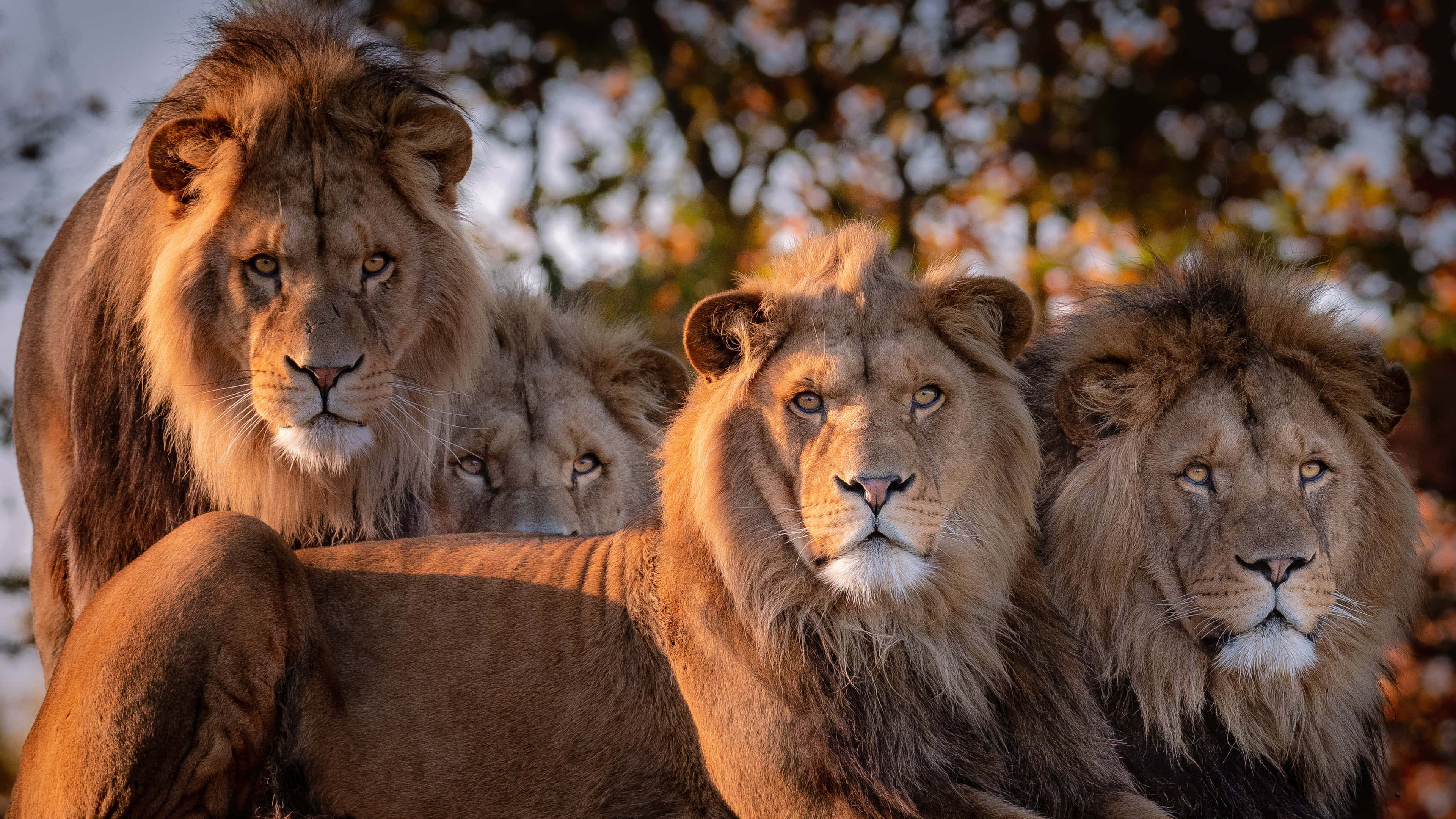 Lions 桌布 壁紙 — 四頭雄獅擁有濃密鬃毛，在柔和模糊的金色樹葉背景下，專注地向前凝視。