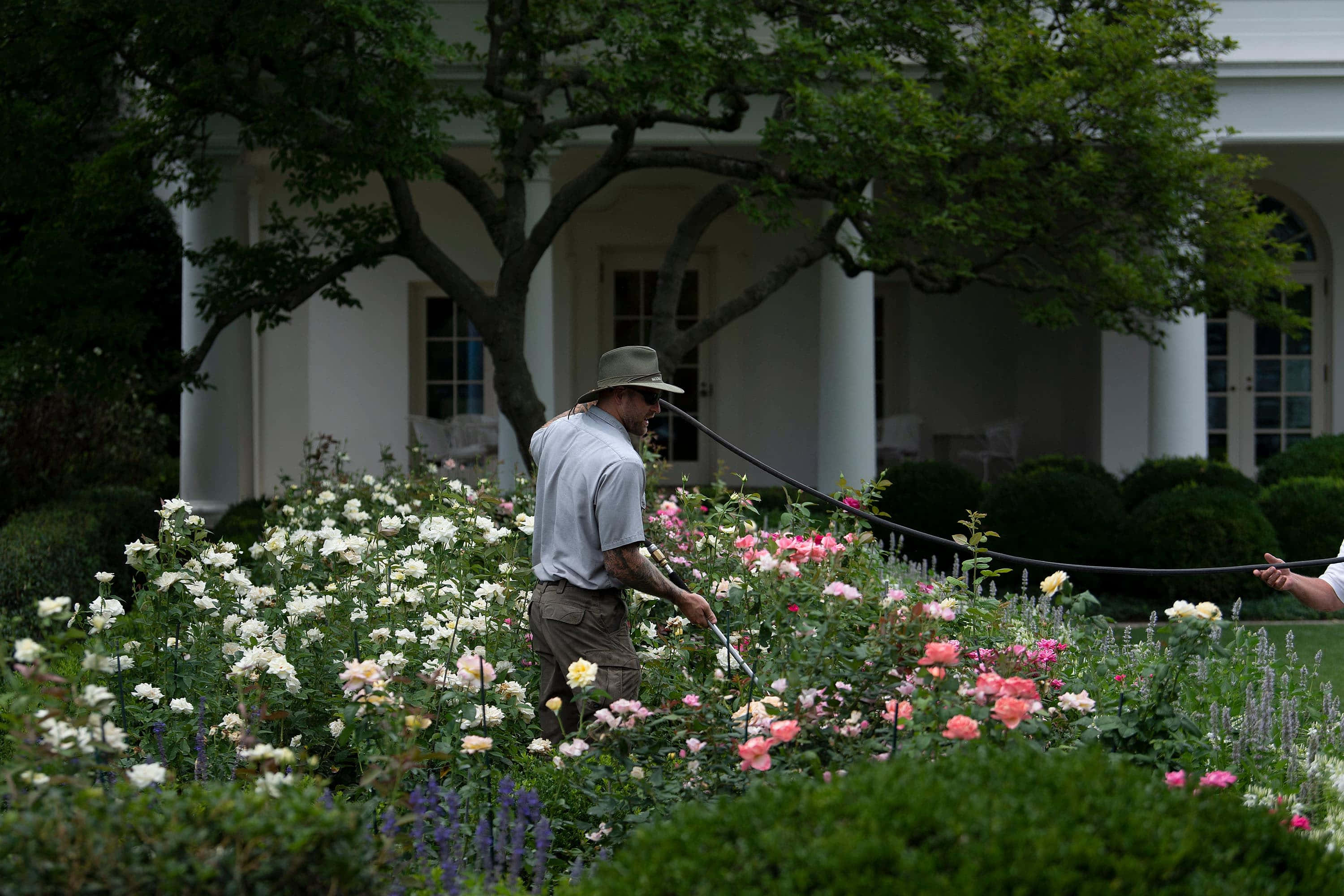White House Rose Garden 桌布 壁紙 — 園丁在斑駁的綠樹下，在一棟有白色柱子的莊嚴房子前，給鮮豔的粉紅色和白色玫瑰澆水。