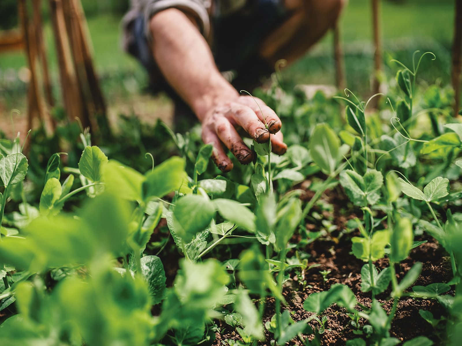 Compost 桌布 壁紙 — 園丁的手在陽光明媚的花園苗床中溫柔照料充滿活力的綠色豌豆植物的特寫。