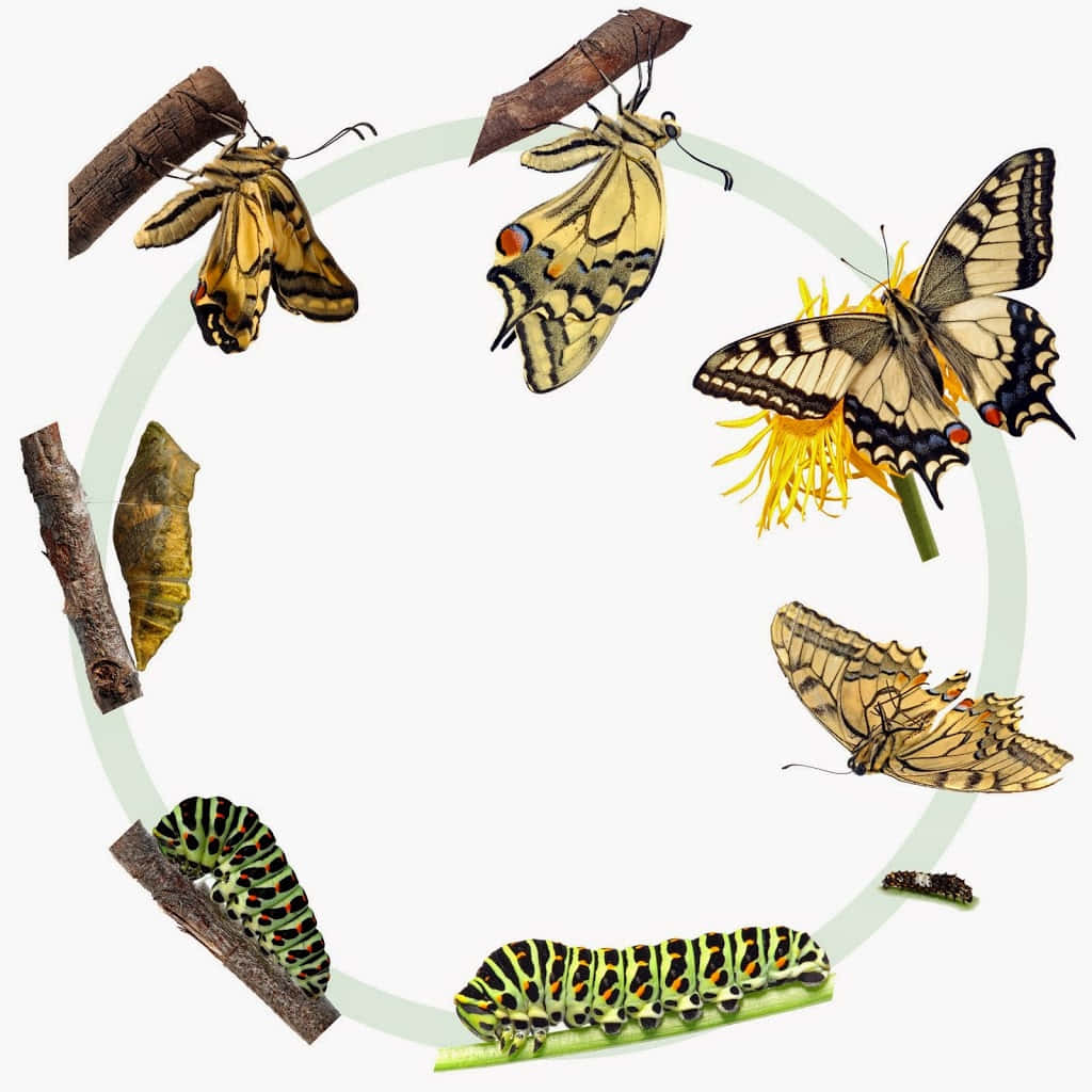 Caterpillar Transformation 桌布 壁紙 — 圓形圖表顯示燕尾蝶從卵到成蟲在樹枝和花朵上的生命週期。