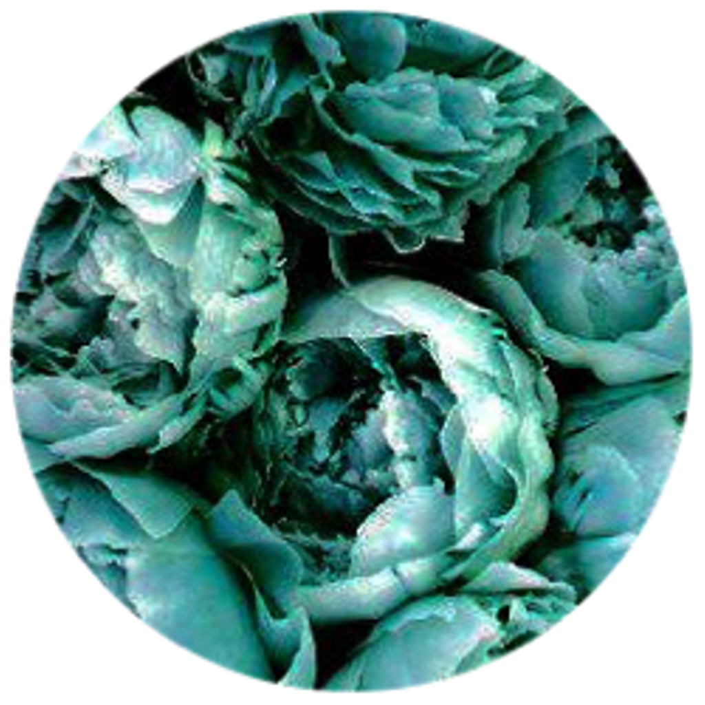 tumblr 桌布 壁紙 — 圓形框架中，茂密的青綠色牡丹特寫，花瓣層層疊疊，帶有柔和的高光。