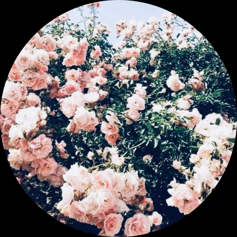 Flowers 桌布 壁紙 — 圓形框架捕捉到一叢茂盛的粉紅色玫瑰，在淡色天空和深綠色葉子的襯托下盛開。