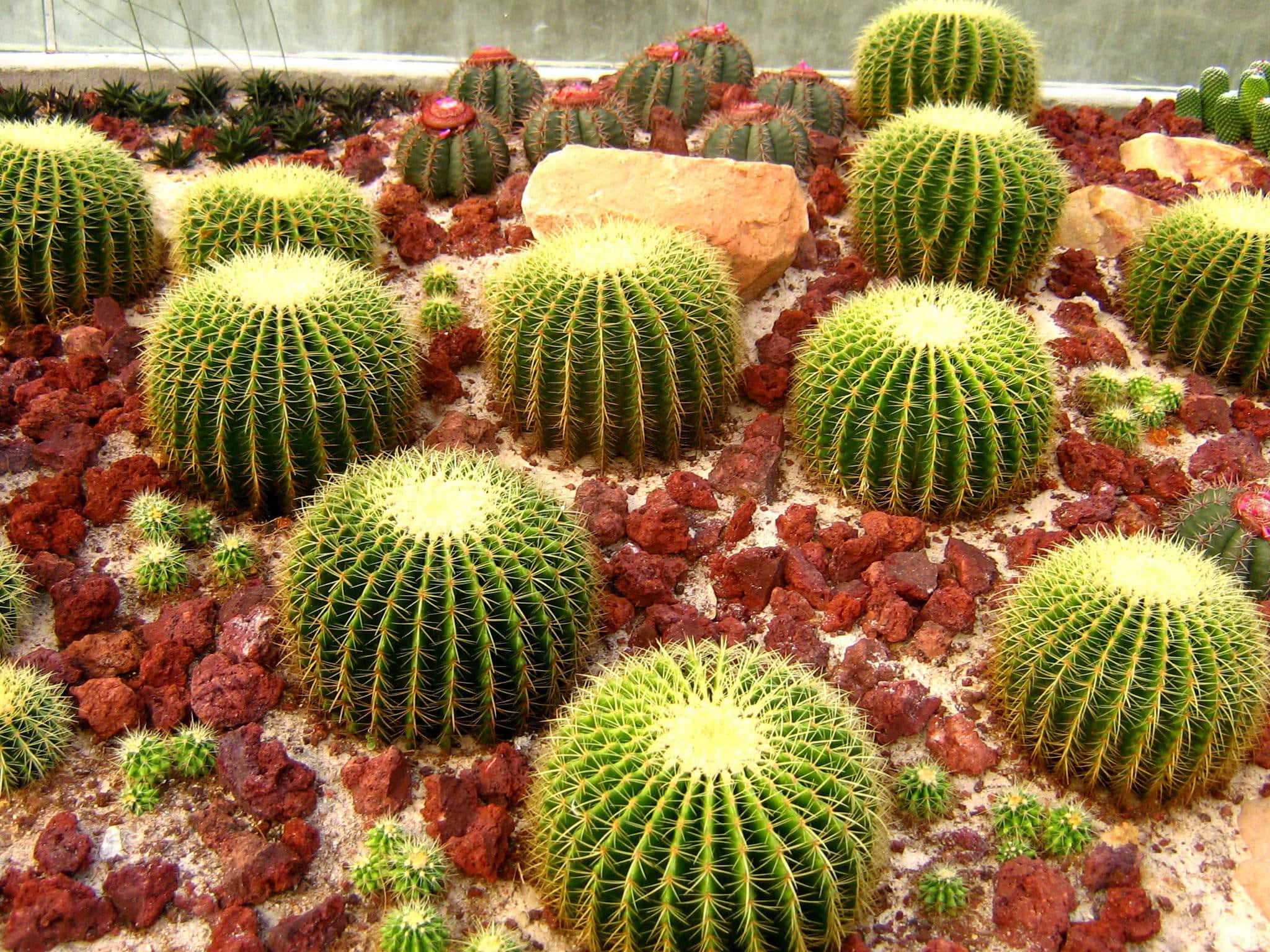 Cactus 桌布 壁紙 — 圓形綠色桶形仙人掌帶有黃色刺，在溫室環境中密集生長在紅色岩石之間。