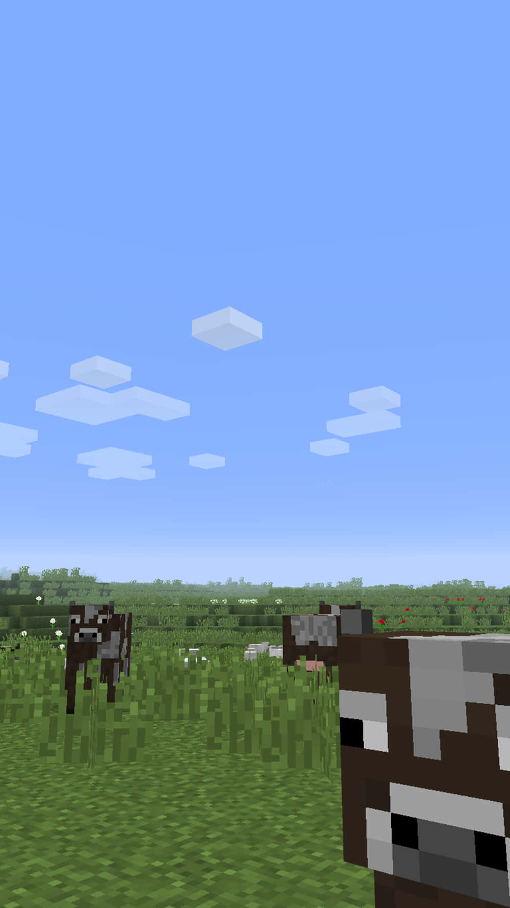 電玩遊戲 桌布 壁紙 — 在 Minecraft 中，像素化的牛在方塊狀的綠色田野上吃草，清澈的藍天下漂浮著白雲。