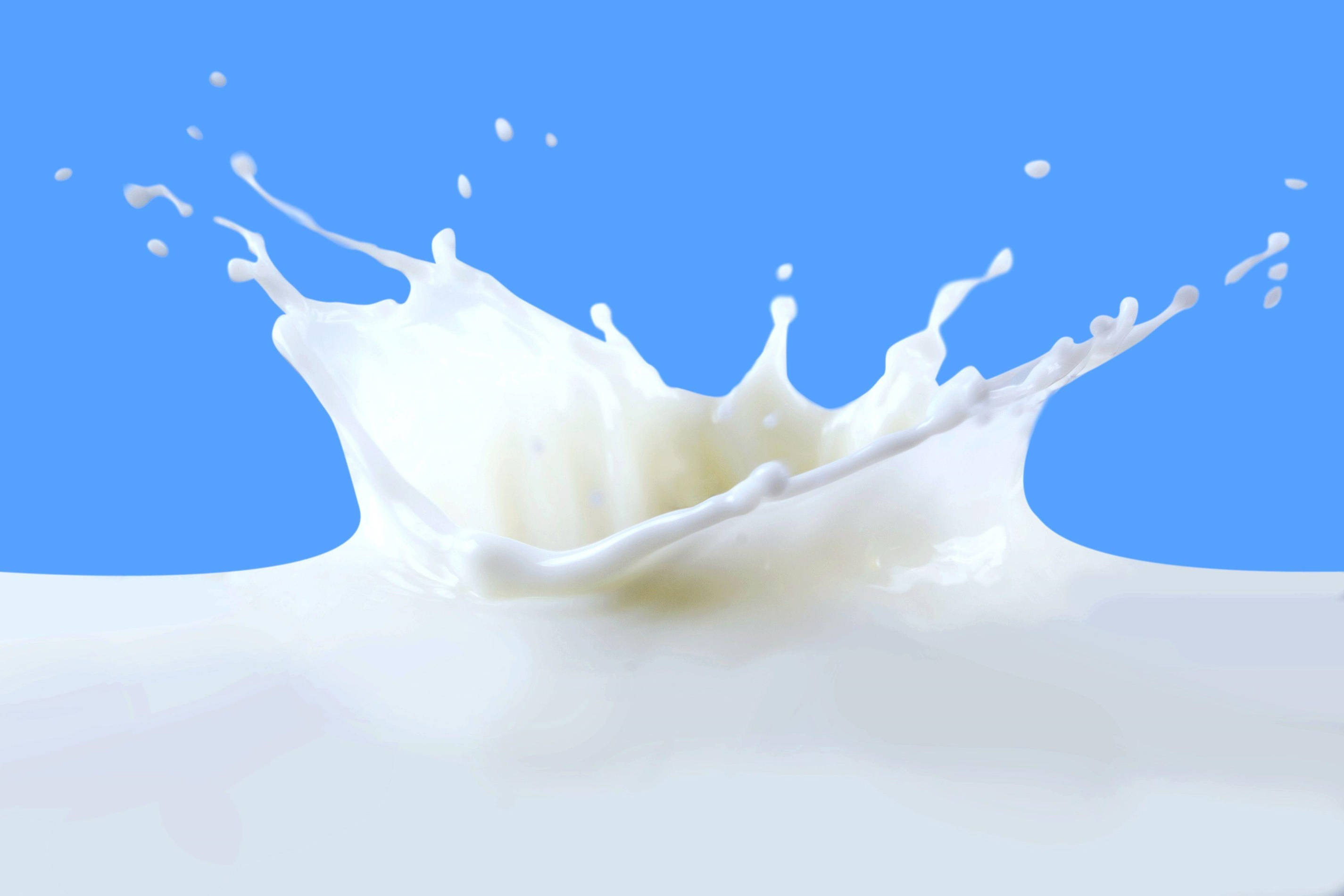 Milk 桌布 壁紙 — 在一個凍結的運動瞬間，奶油白色的牛奶動態飛濺在鮮豔的藍色背景上。