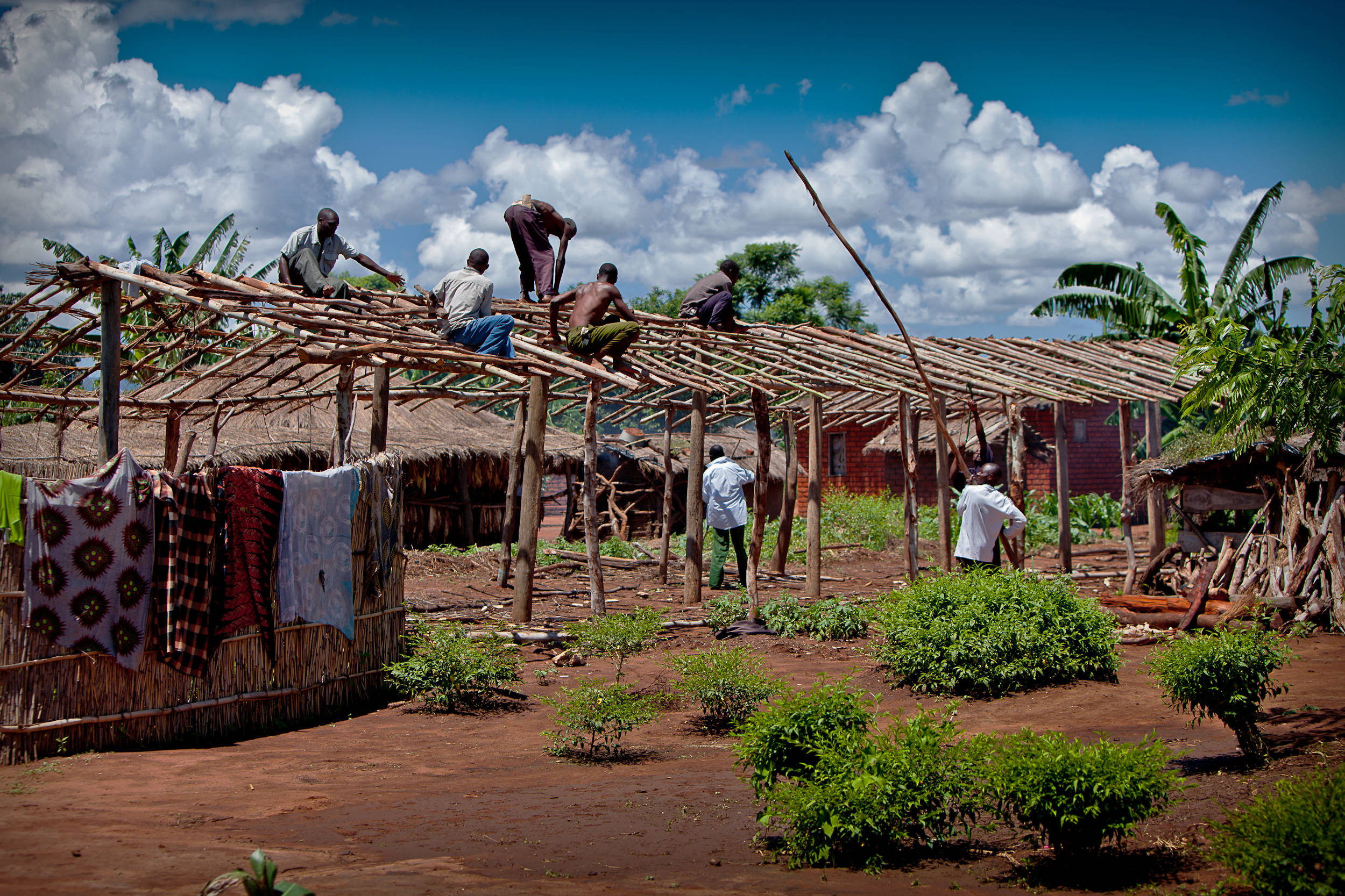 Malawi 桌布 壁紙 — 在一個鄉村，男人們在明亮的藍天和蓬鬆的白雲下建造茅草屋頂結構。