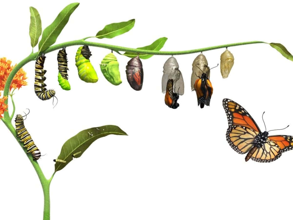 Butterfly Metamorphosis 桌布 壁紙 — 在乳草植物上，從毛蟲到成蟲的帝王蝶生命週期階段的生動描繪。