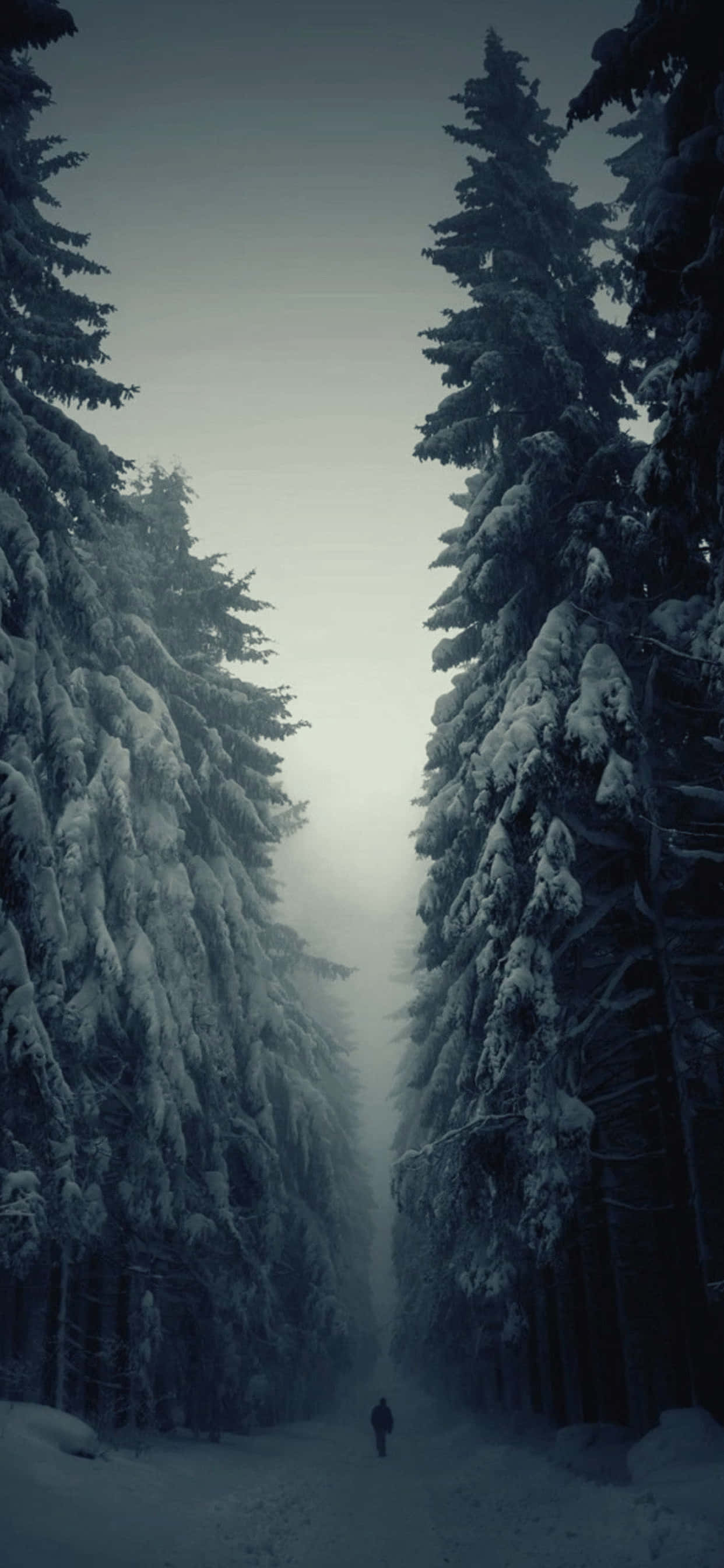 Gloomy 桌布 壁紙 — 在冬日陰沉天空下，一個人孤獨地走在被積雪覆蓋的小徑上，兩旁是高聳的常綠樹。