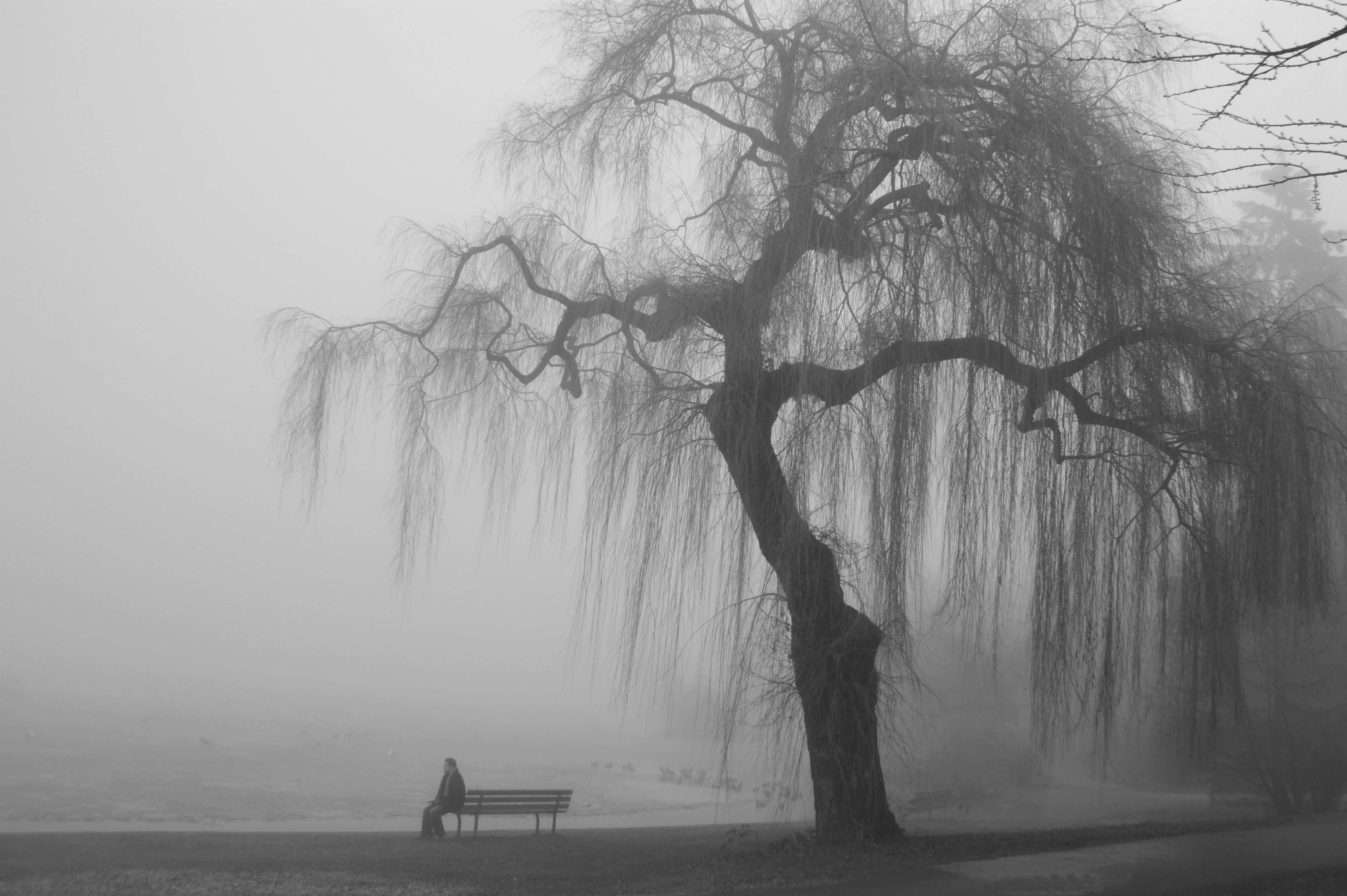 美學 桌布 壁紙 — 在單色公園場景中，一個孤獨的身影坐在一張長椅上，上方是籠罩在濃霧中的廣闊柳樹。