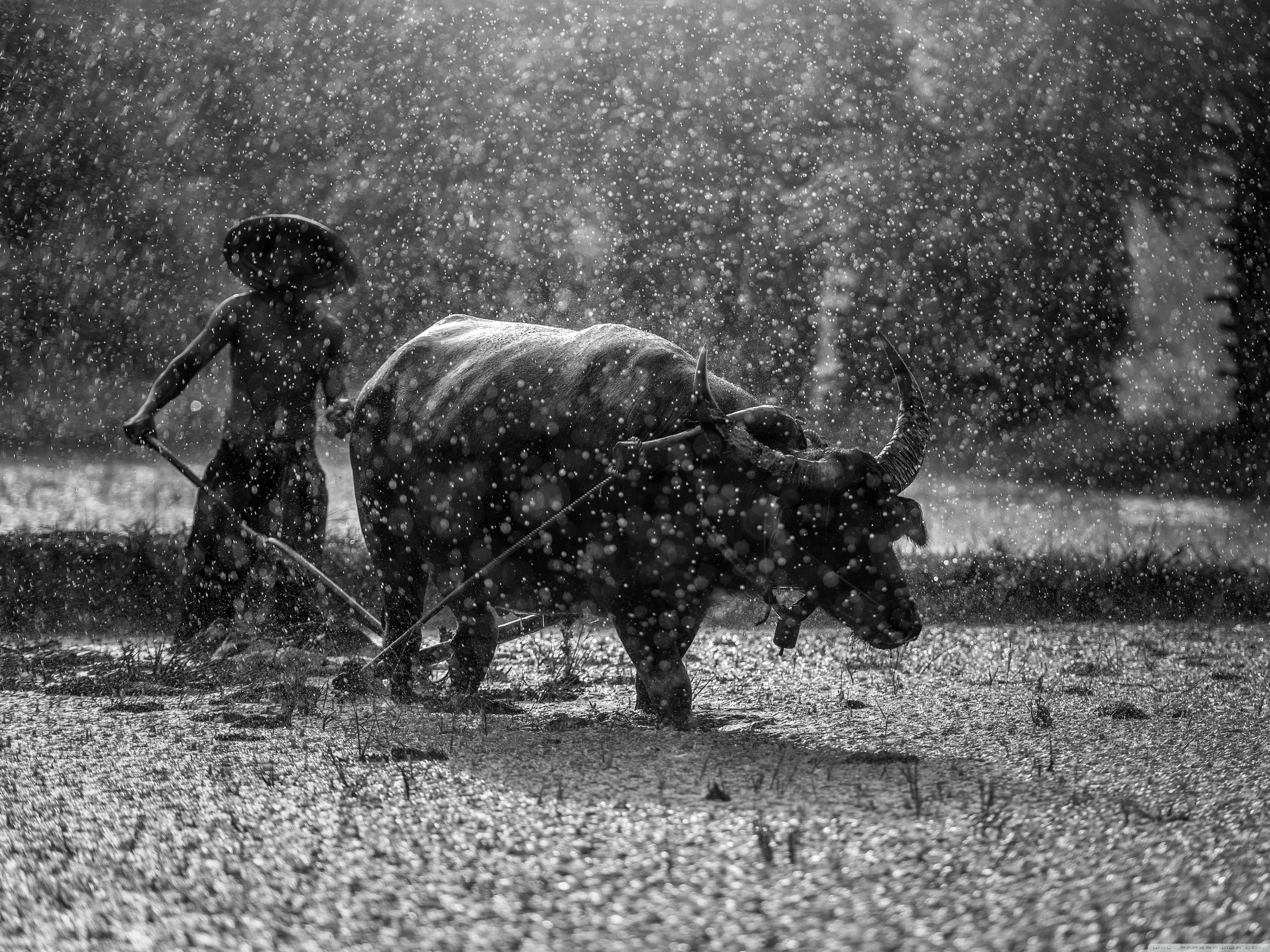 Working 桌布 壁紙 — 在單色場景中，農夫引導水牛穿過被雨水濺濕的稻田。