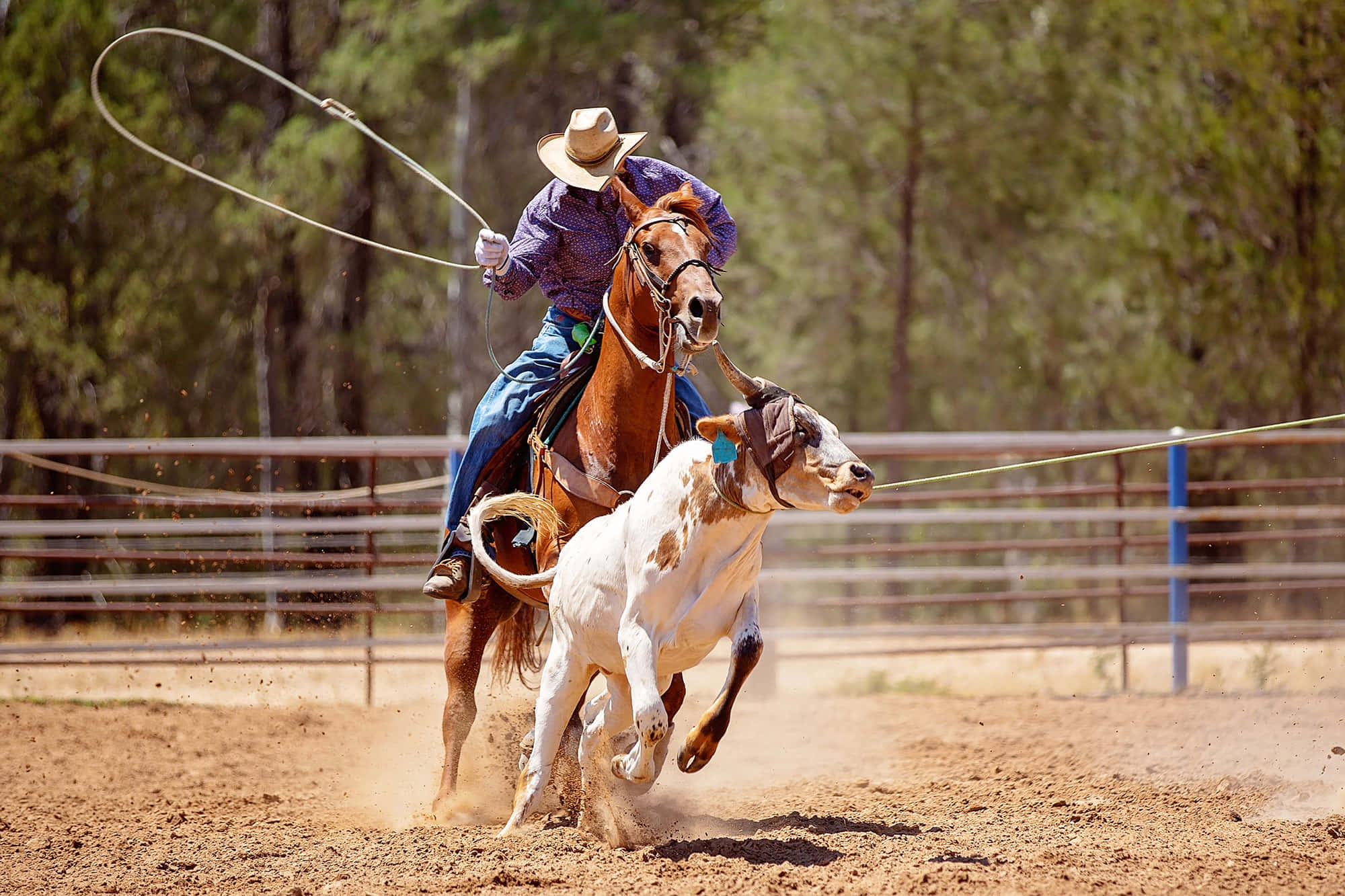 Rodeo 桌布 壁紙 — 在塵土飛揚的牛仔競技場上，一名牛仔騎著一匹尥蹶子的馬，向一頭白棕相間的小牛揮舞套索。