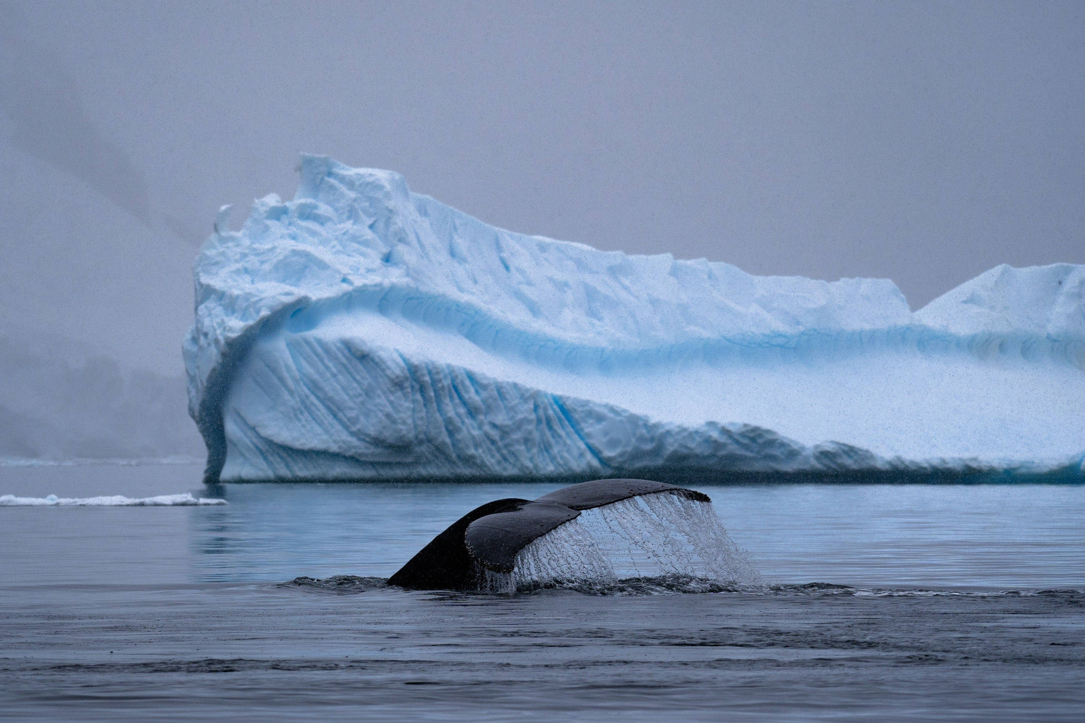 Antarctica 桌布 壁紙 — 在多雲的天空下，一條座頭鯨的尾巴從平靜的水面冒出，旁邊是一座巨大的藍色冰山。