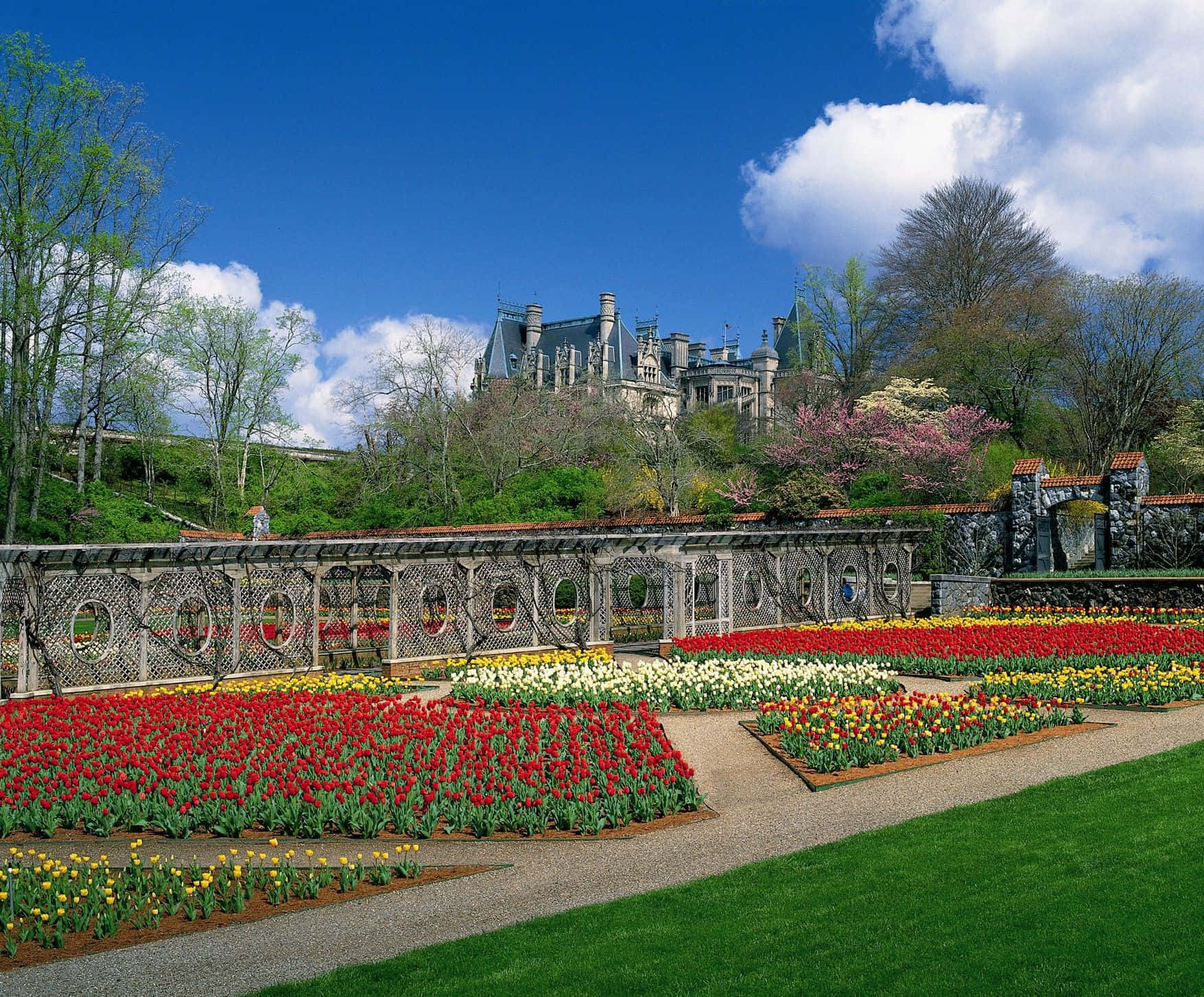 Biltmore Estate 桌布 壁紙 — 在宏偉的石城堡附近，紅、黃、白色的鮮豔鬱金香花床在明亮藍天和蓬鬆白雲下盛開。