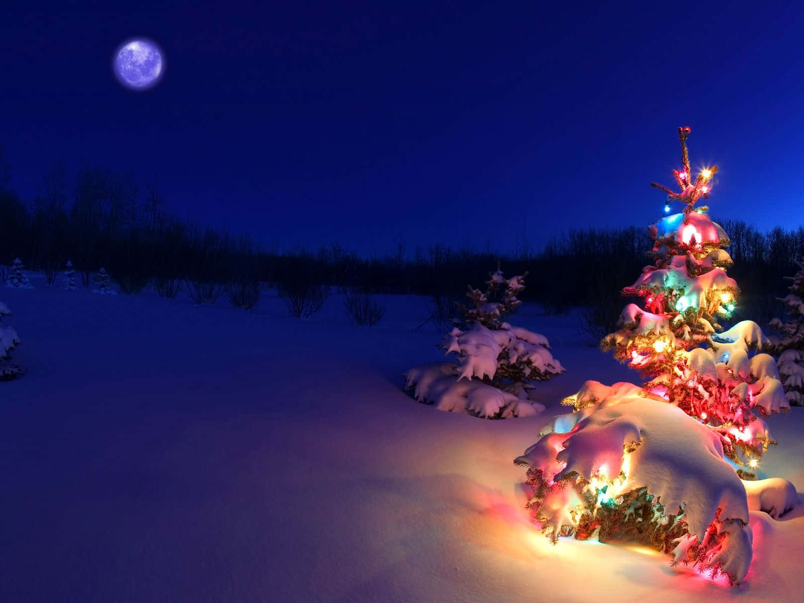 聖誕頌歌 桌布 壁紙 — 在寧靜的冬夜景色中，一棵被雪覆蓋的聖誕樹在滿月下閃爍著五彩繽紛的燈光。