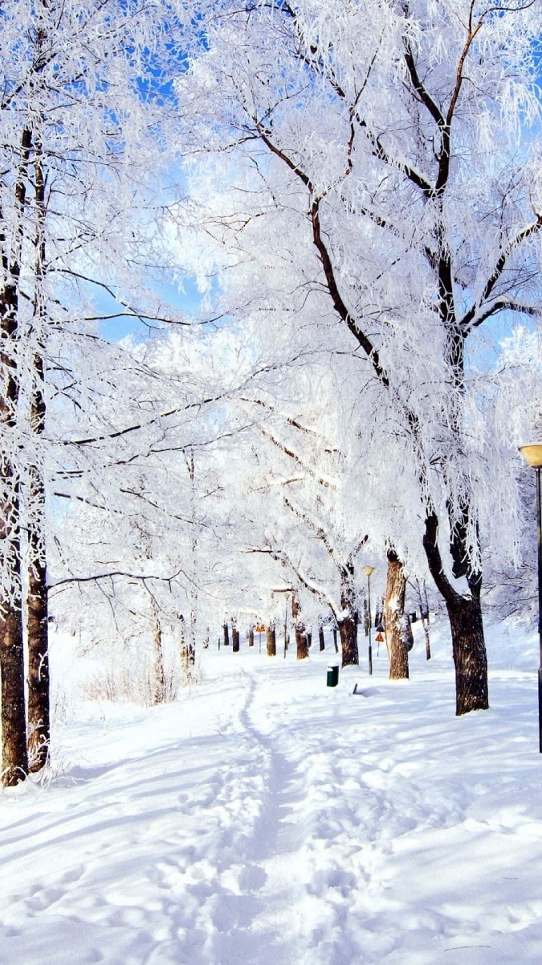 雪 桌布 壁紙 — 在寧靜的冬季公園中，一條白雪覆蓋的小徑蜿蜒穿過結霜的樹木，上方是清澈的藍天。