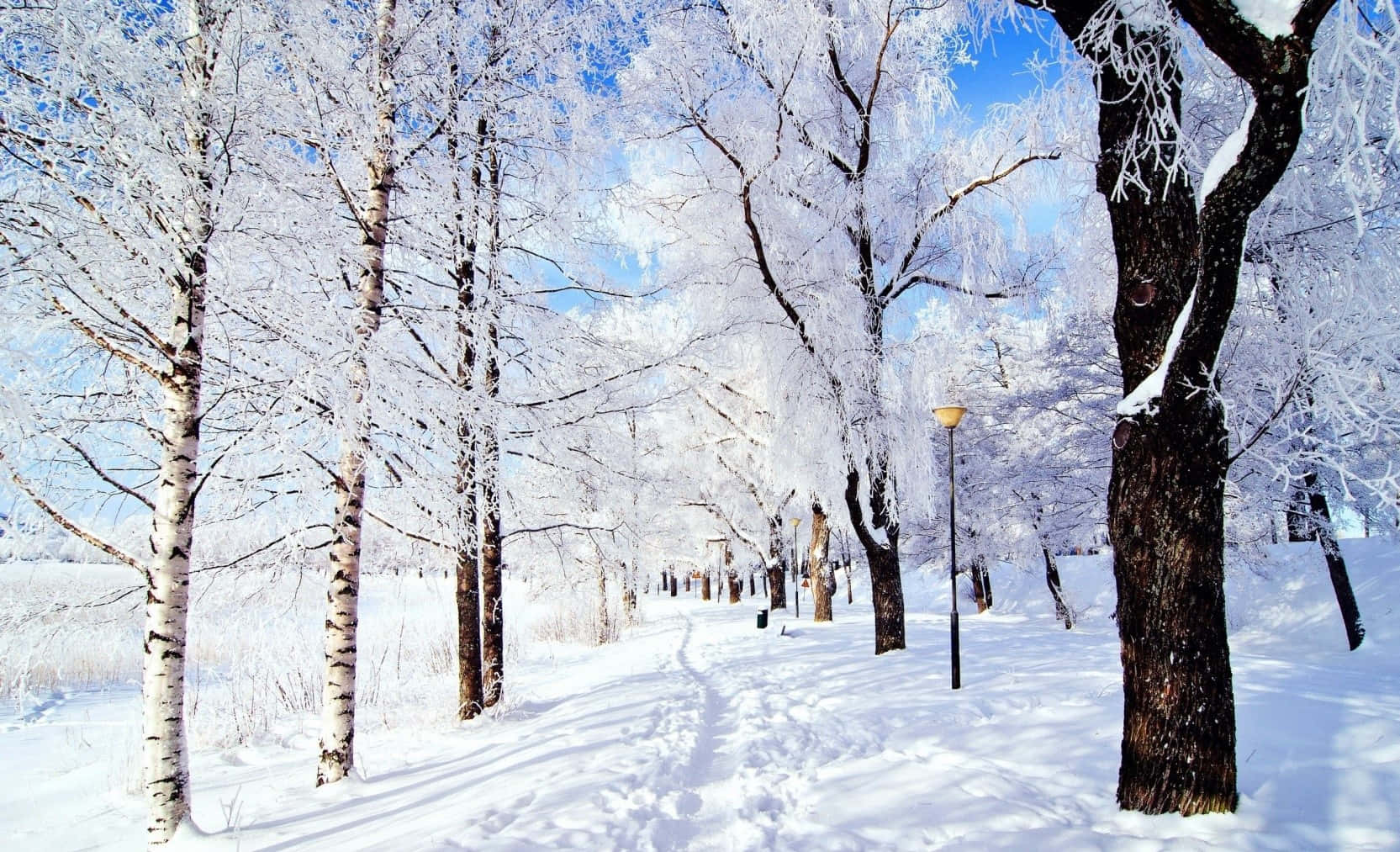 雪 桌布 壁紙 — 在寧靜的冬季公園中，一條積雪的小徑蜿蜒穿過覆蓋著霜的白樺樹，天空清澈湛藍。