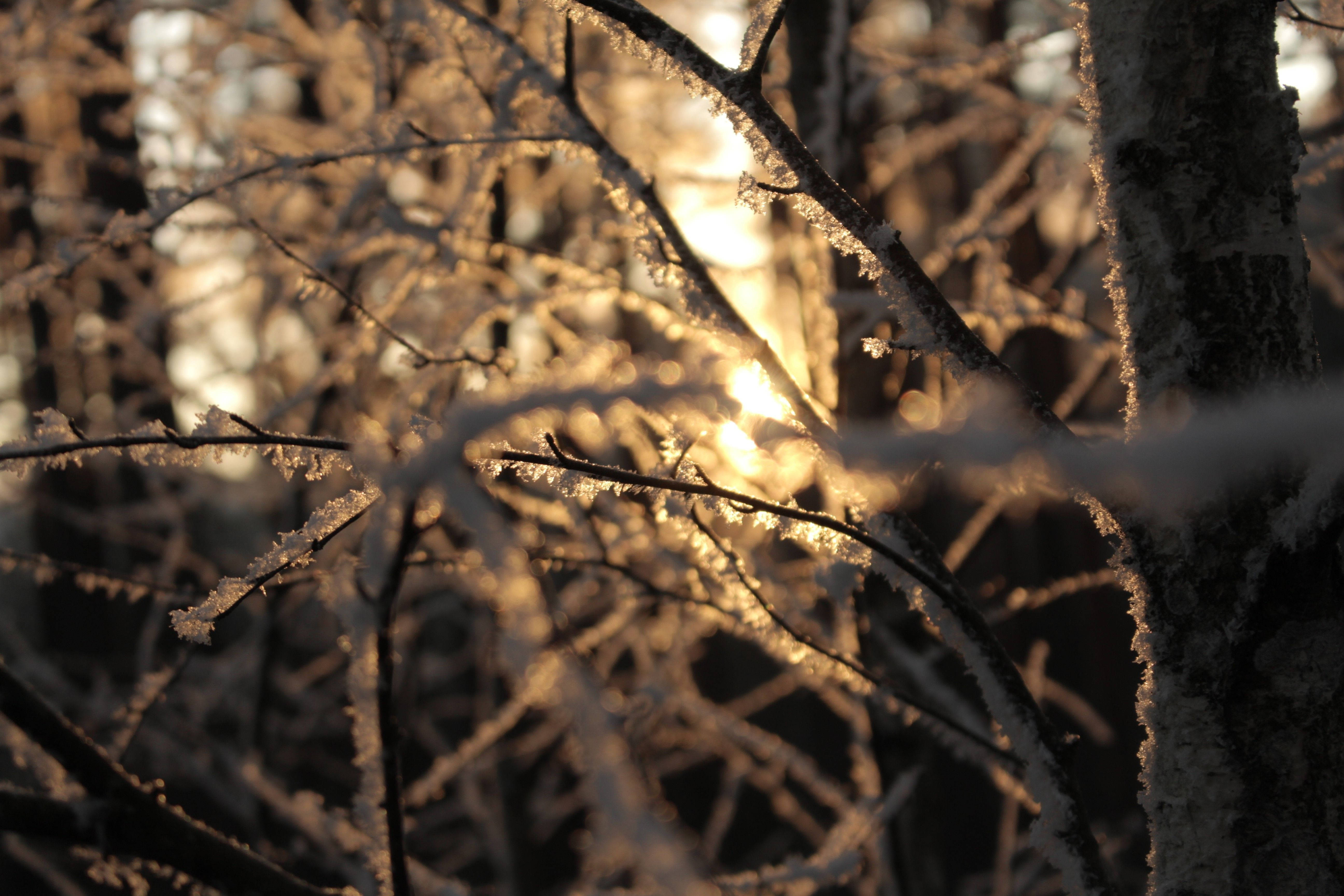雪 桌布 壁紙 — 在寧靜的冬季森林中，金色時刻的陽光透過結霜的樹枝閃爍。