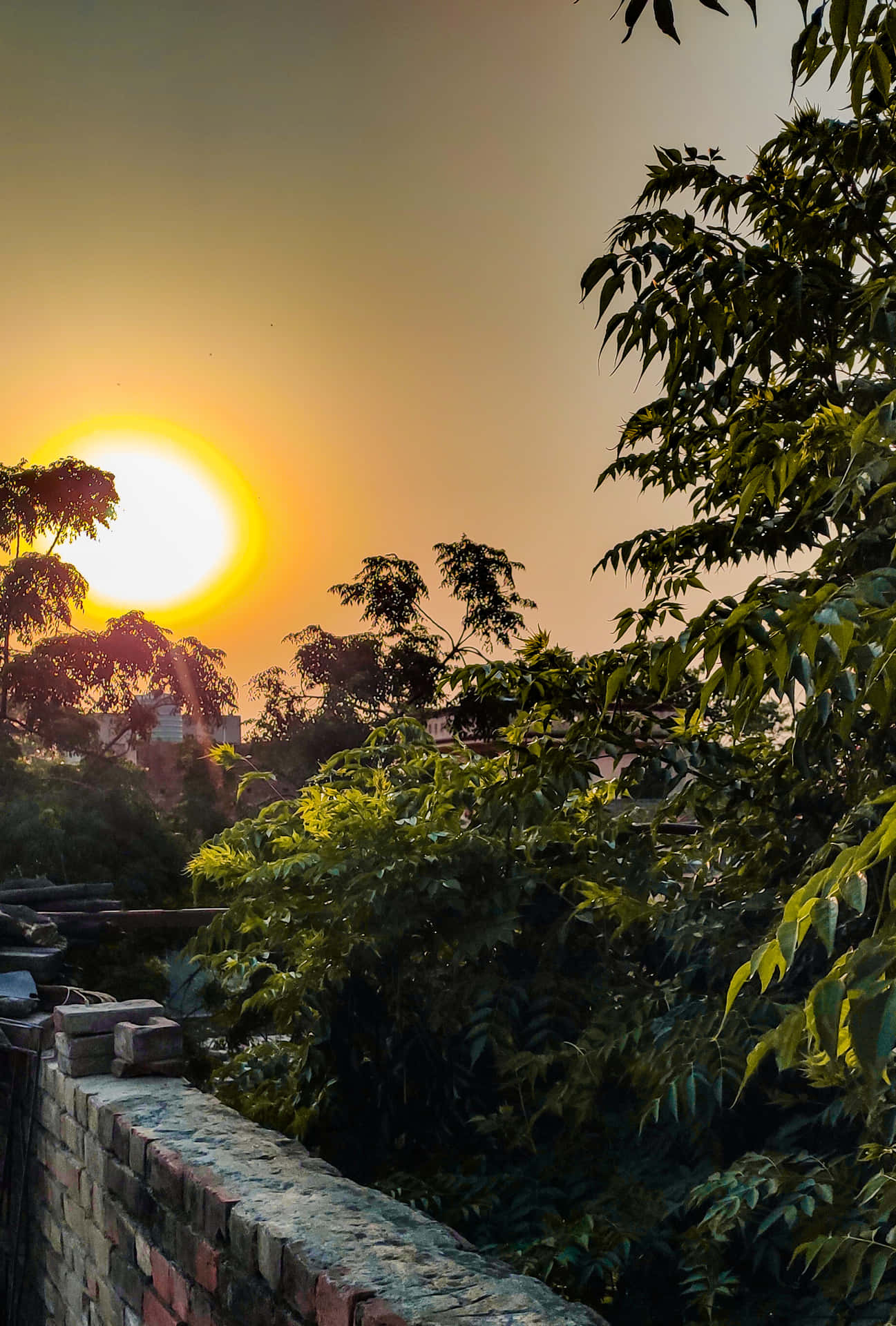 nature 壁紙 — 在寧靜的城市花園中，夕陽在茂密的綠樹和風化的磚牆後方閃耀。