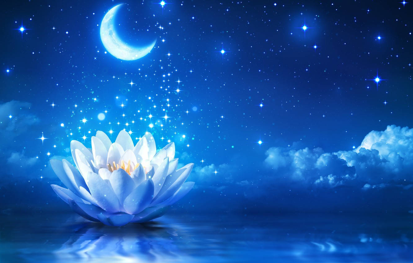 lily 桌布 壁紙 — 在寧靜的夜空下，一朵發光的白色蓮花在平靜的水面上綻放，伴隨著新月和閃爍的星星。