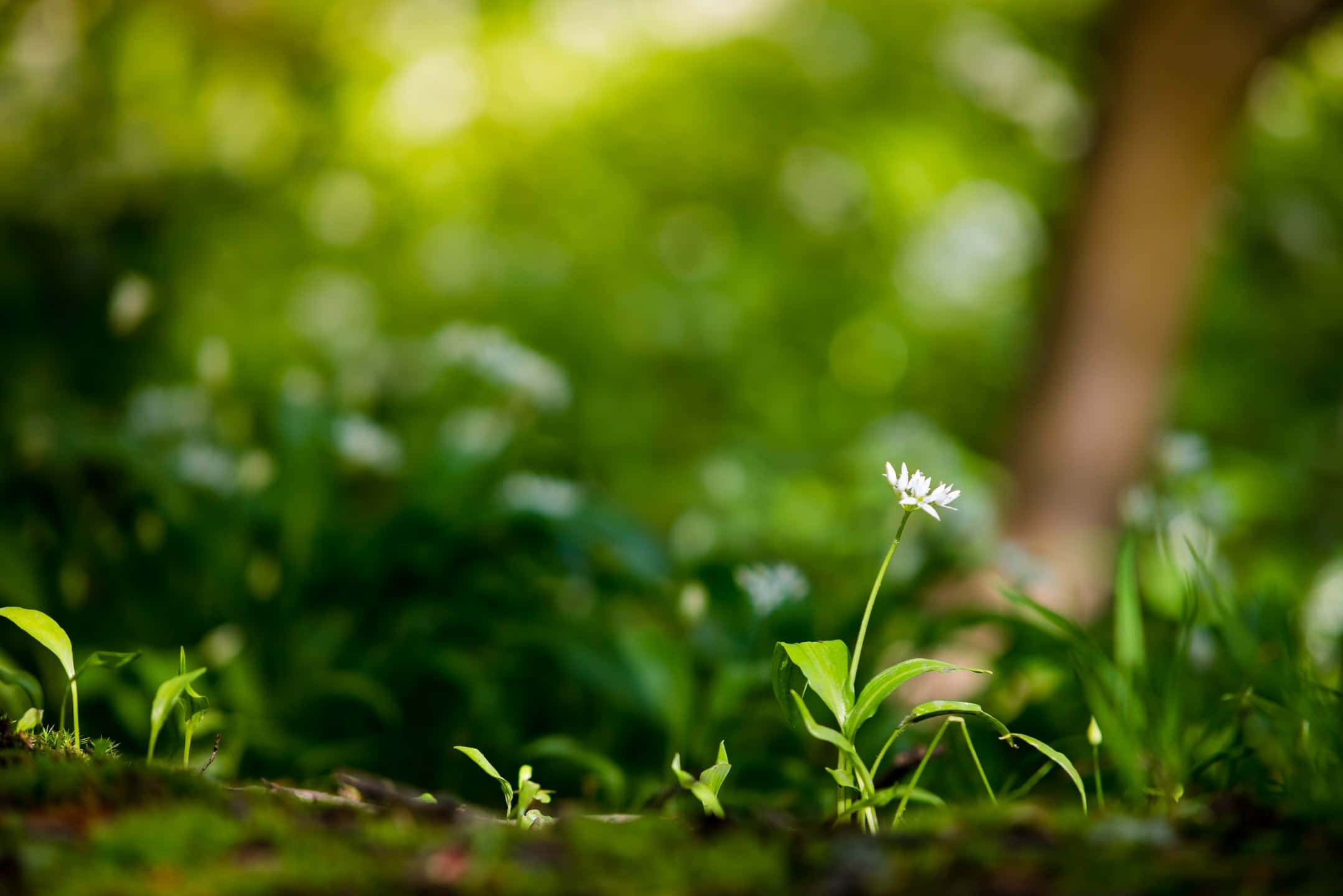 Dslr Blur 桌布 壁紙 — 在寧靜的森林地面上，一朵精緻的白色花朵在斑駁的陽光下，於茂密的綠草中綻放。
