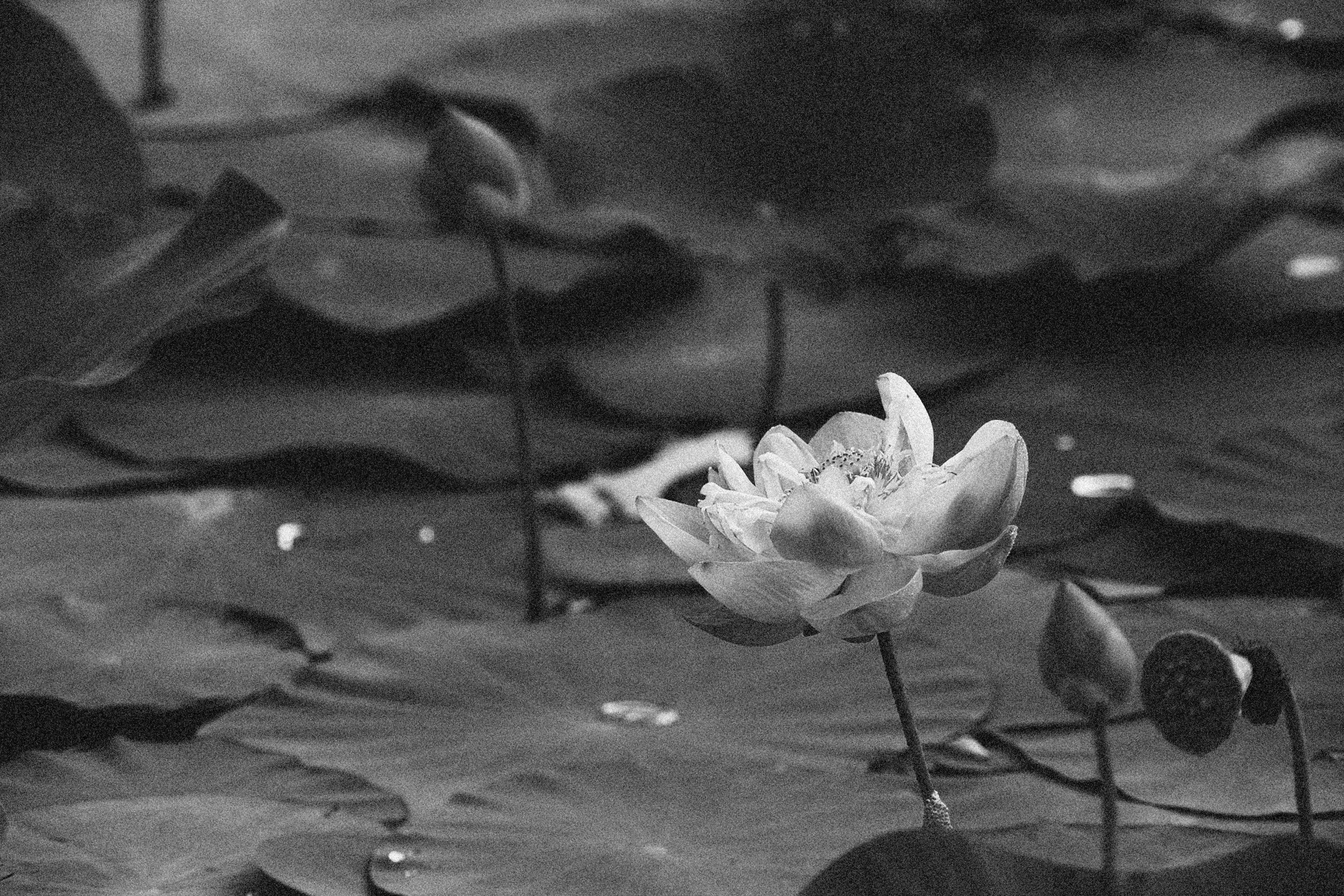 lotus 桌布 壁紙 — 在寧靜的池塘中，一朵單色蓮花在睡蓮葉上優雅綻放，背景柔和。