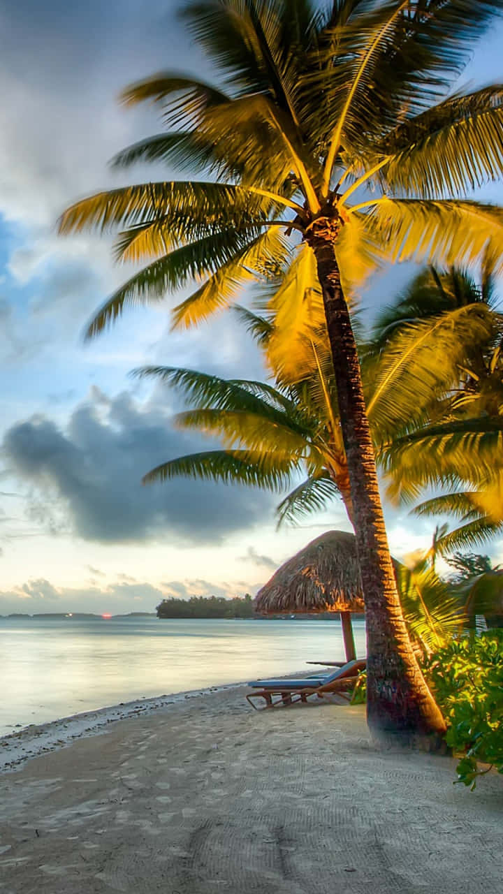 Bora Bora 桌布 壁紙 — 在寧靜的熱帶海灘上，一棵孤獨的棕櫚樹在日落時分金光閃閃，旁邊有一把茅草傘和躺椅。