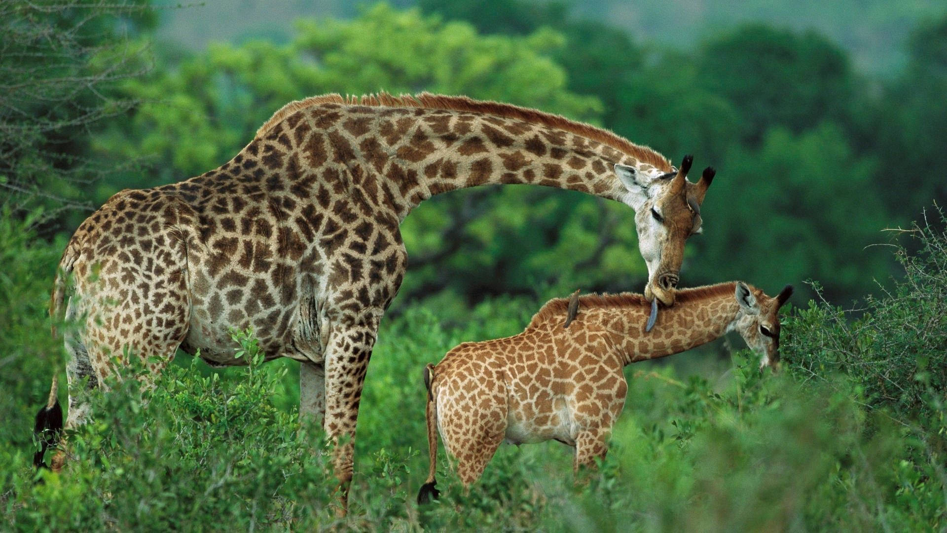 Baby Giraffe 桌布 壁紙 — 在寧靜的非洲大草原上，長頸鹿媽媽穿過茂密的綠葉，輕輕用鼻子蹭她的寶寶。