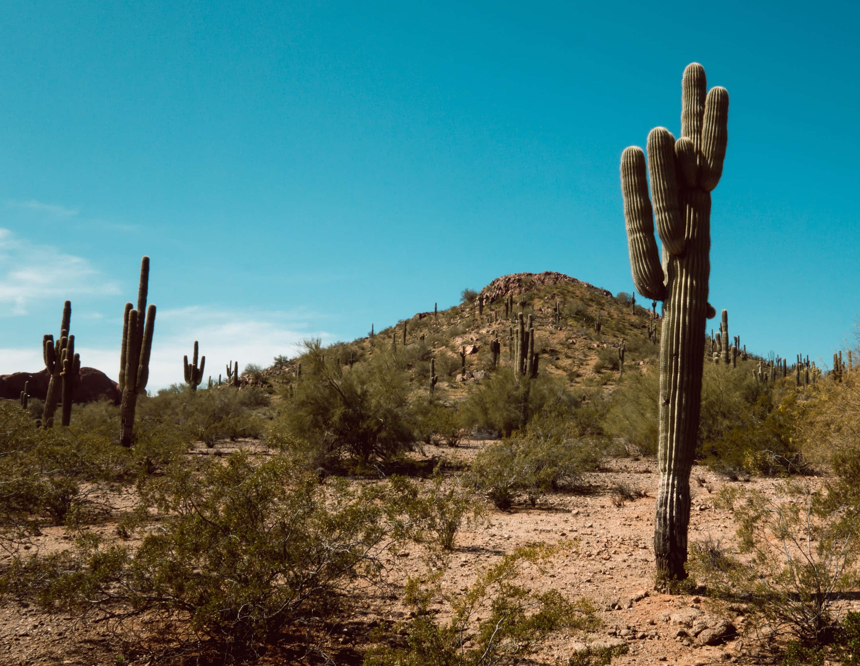 Phoenix Arizona 桌布 壁紙 — 在廣闊晴朗的藍天下，一座高聳的薩瓜羅仙人掌在烈日炙烤的沙漠景觀中像哨兵一樣矗立。