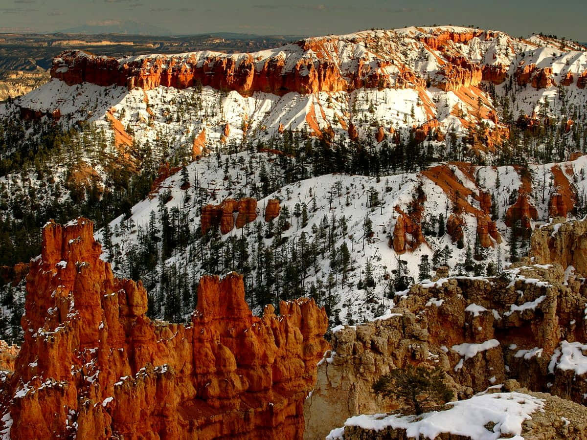 Utah 桌布 壁紙 — 在廣闊的峽谷景觀中，白雪覆蓋了崎嶇的橙色 Hoodoos 和松樹林，沐浴在柔和的金色夕陽下。