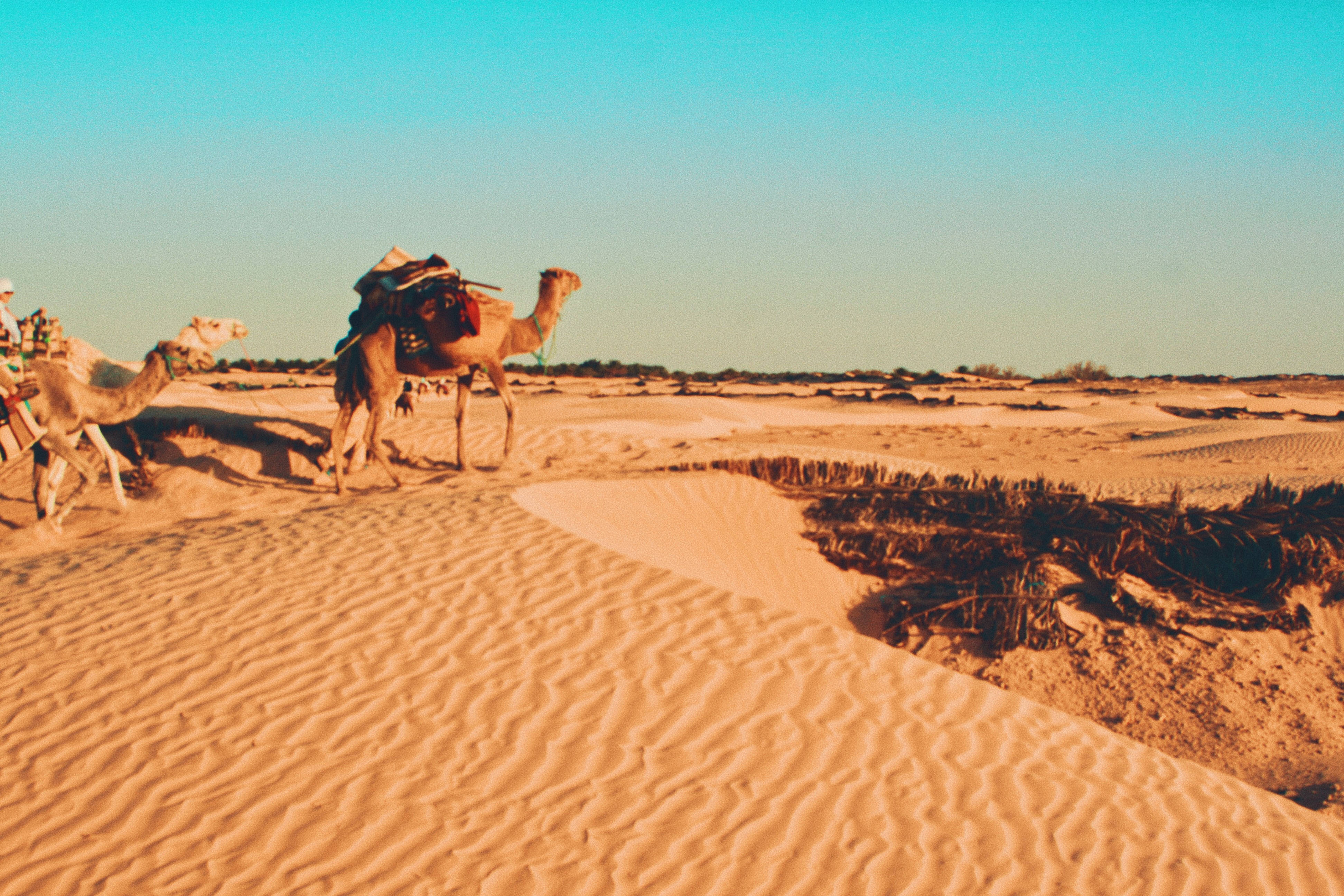 Tunisia 桌布 壁紙 — 在廣闊的沙漠景觀中，駱駝騎手在清澈的藍綠色天空下穿越金色沙丘。