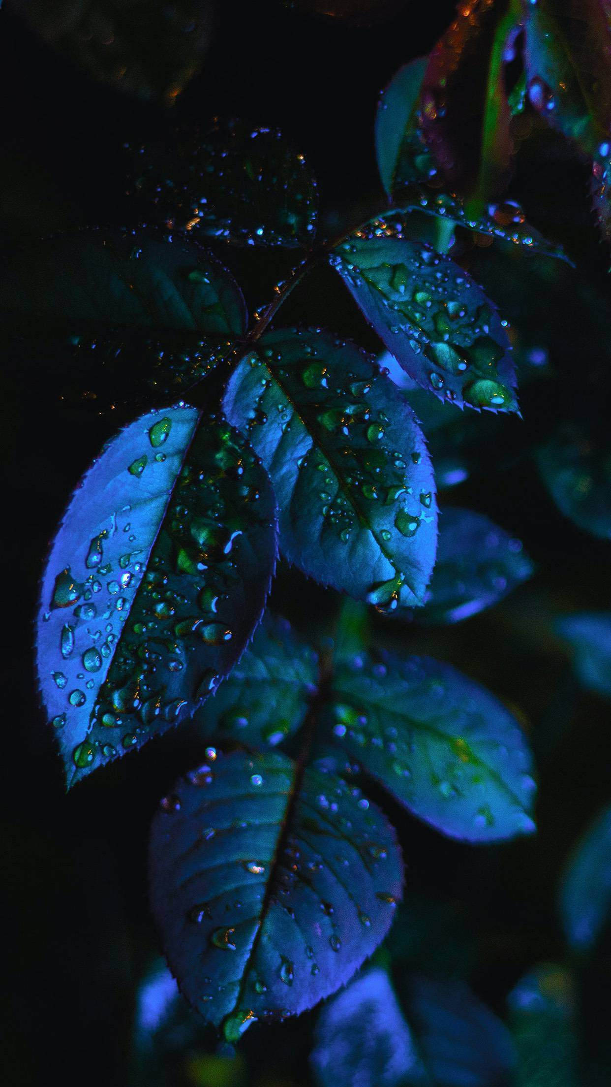 Wet 桌布 壁紙 — 在戲劇性的夜間燈光下，閃閃發光的水滴依附在深藍綠色的葉子上。