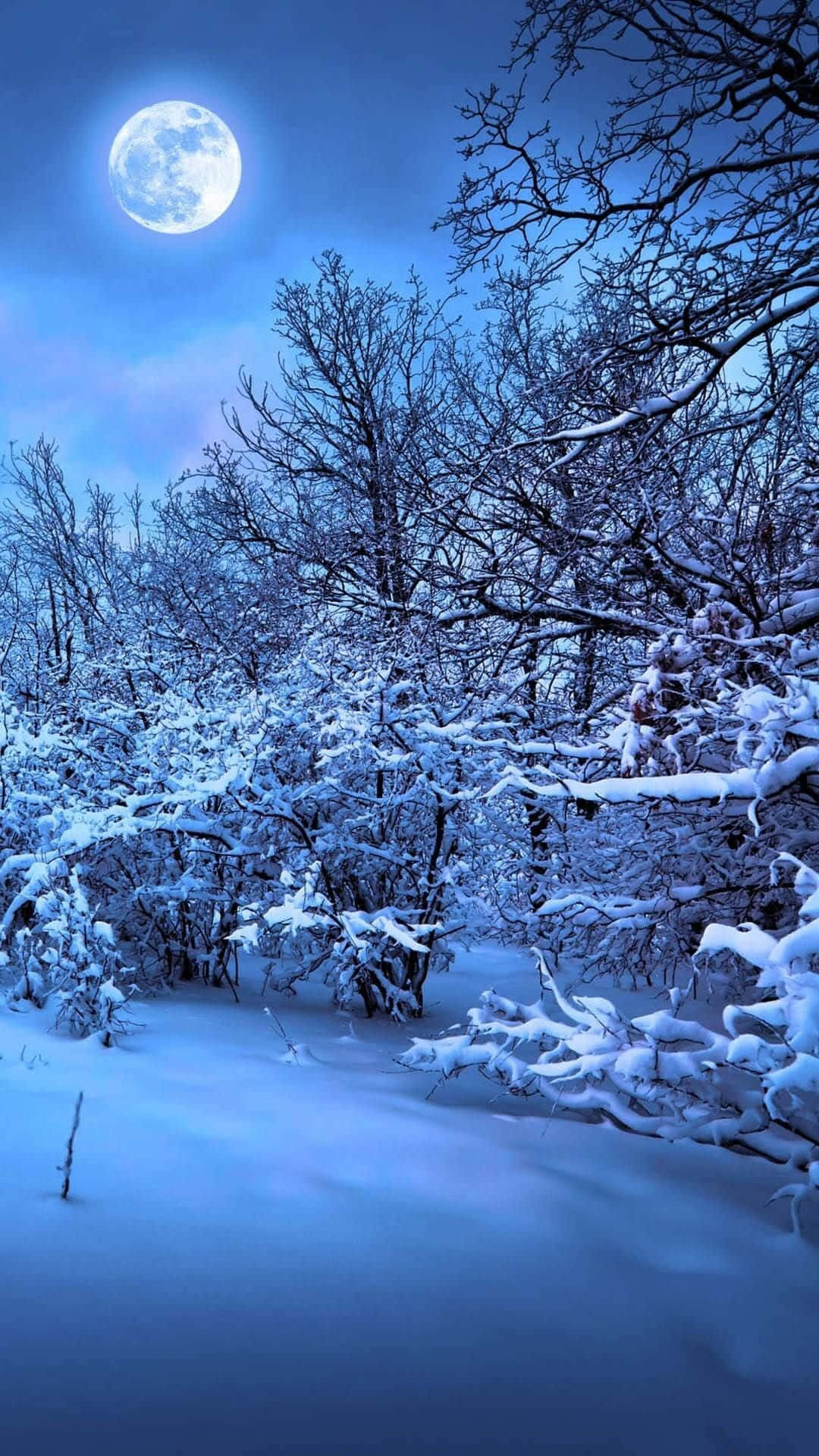Winter Night 桌布 壁紙 — 在散發冷藍色光芒的明亮滿月下，白雪覆蓋的寧靜冬日森林。