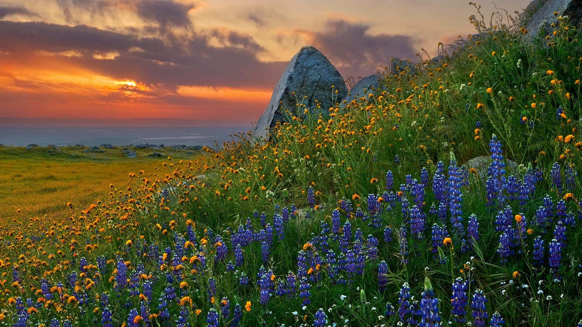 Beautiful Landscape 桌布 壁紙 — 在日落時分，色彩繽紛的紫色和橙色野花在長滿草的山坡上盛開，背景是一塊大岩石和海洋。