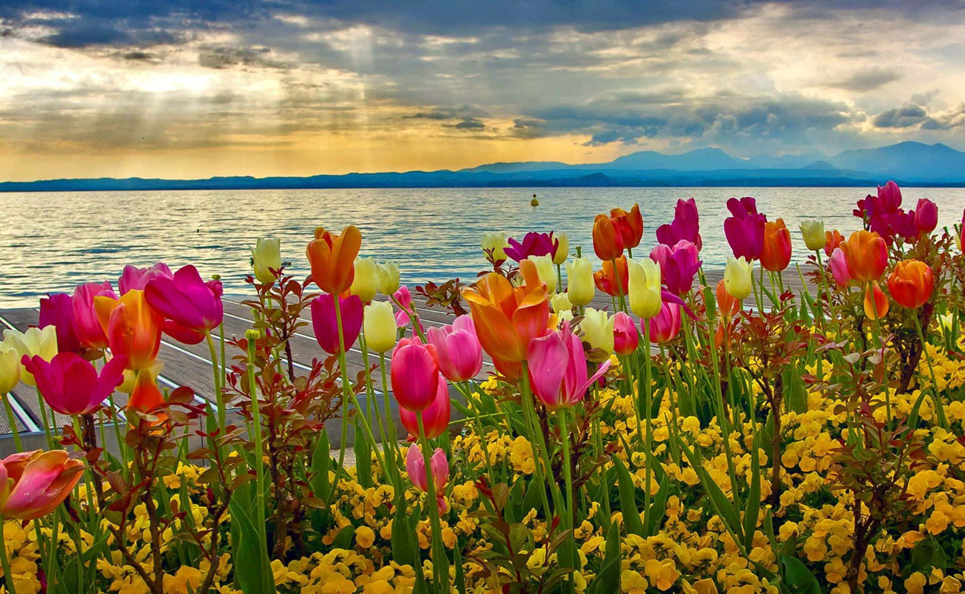 Spring Flowers Desktop 桌布 壁紙 — 在日落時分，鮮豔的鬱金香和黃色花朵沿著木製碼頭盛開，背景是山脈和陽光光束。