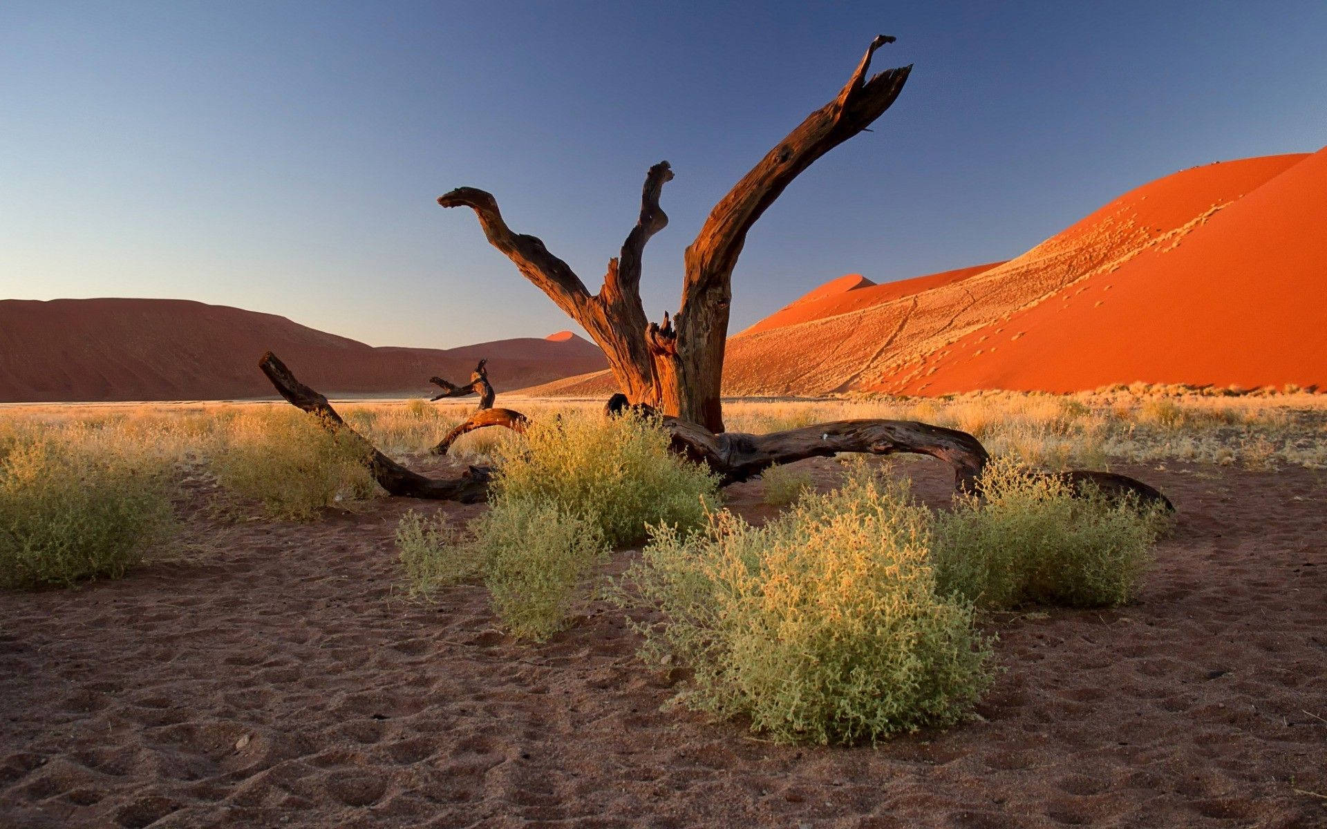 Namibia 桌布 壁紙 — 在日落時分清澈的藍天下，一棵孤獨扭曲的死樹矗立在稀疏的綠色灌木叢中，背景是高聳的橙色沙丘。