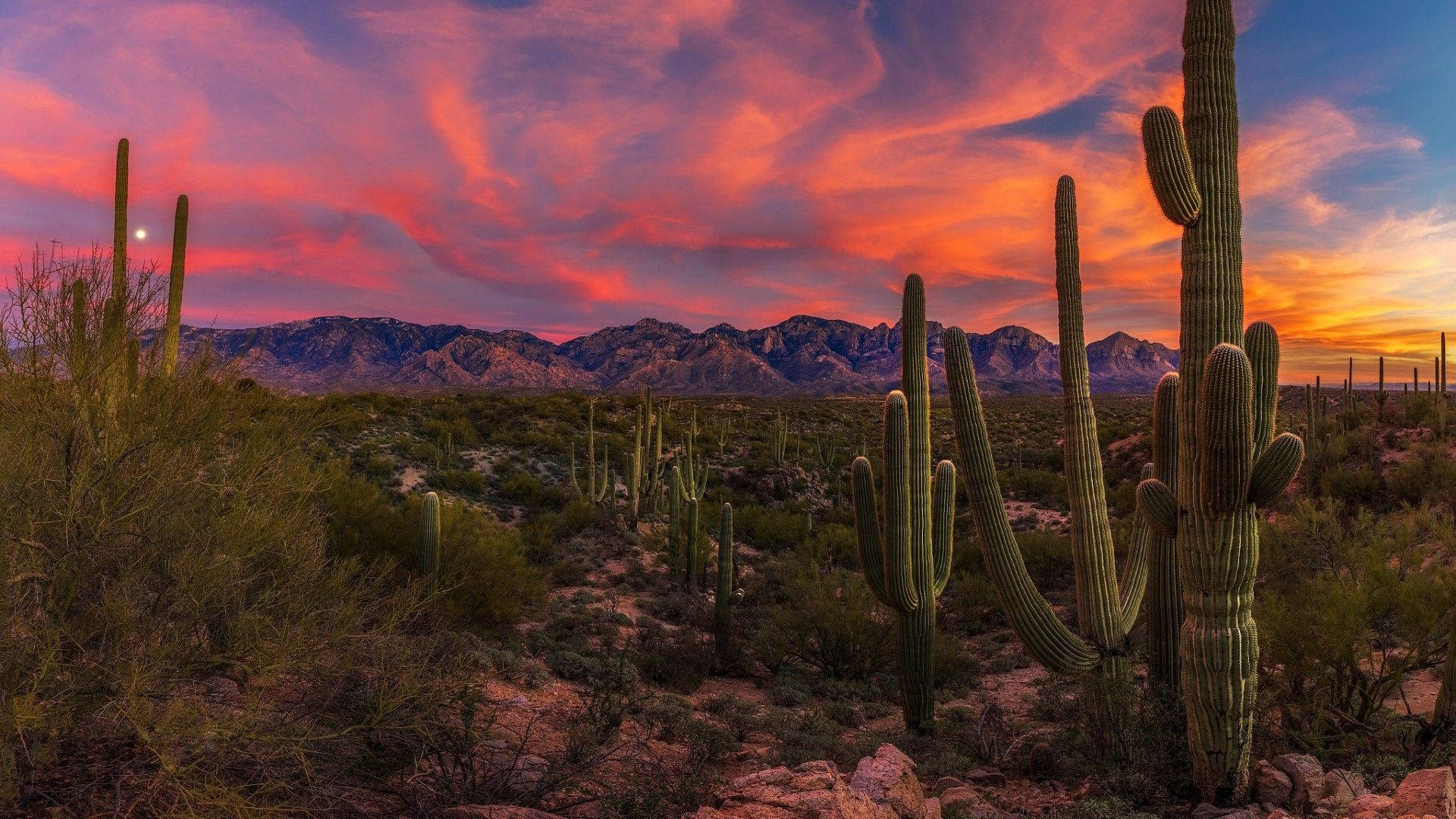 Arizona 桌布 壁紙 — 在日落時分的沙漠中，高大的薩瓜羅仙人掌聳立，遠山之上有火紅粉橙色的雲彩。