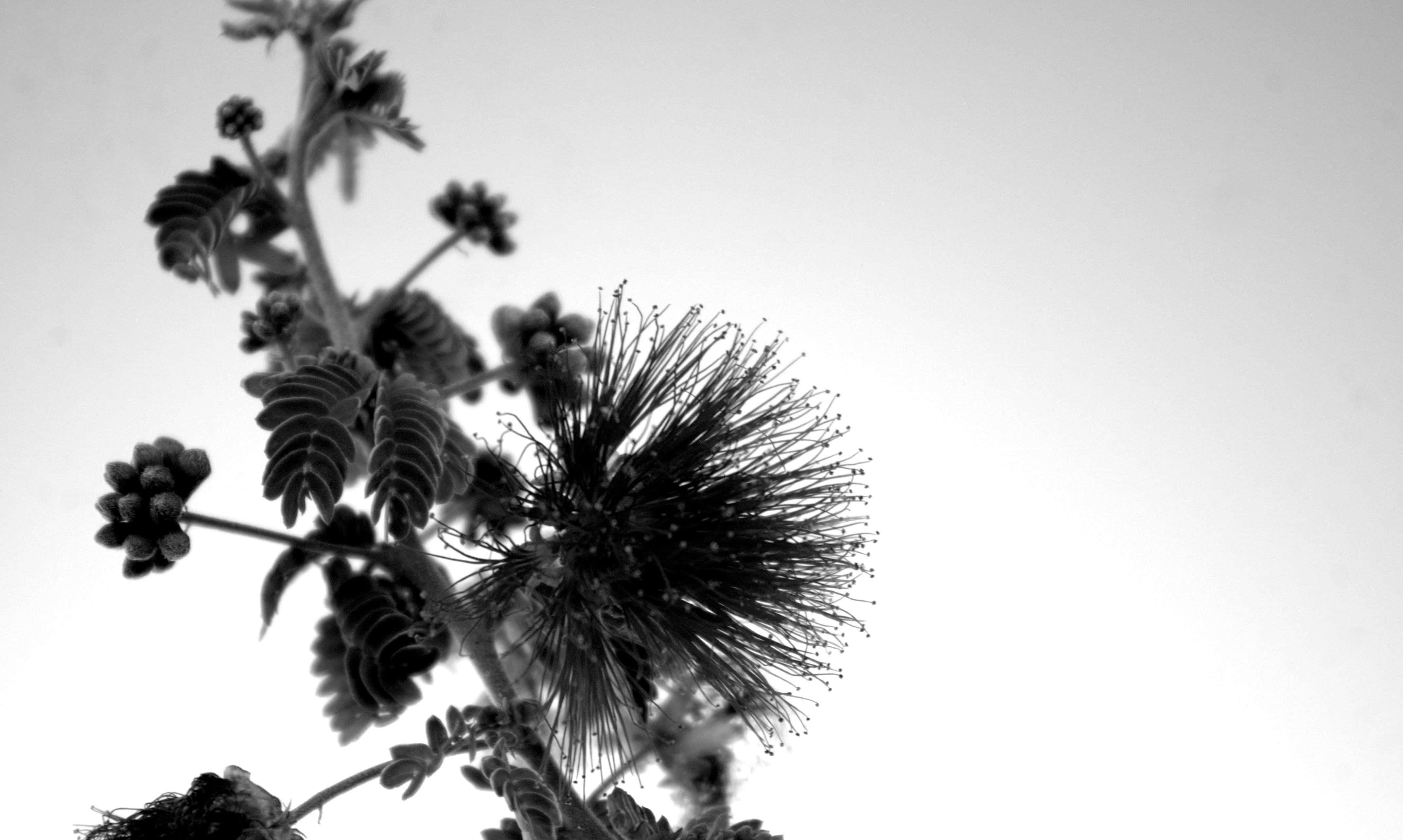 Contrast 桌布 壁紙 — 在明亮天空襯托下，羽毛狀花朵和複葉的單色特寫。